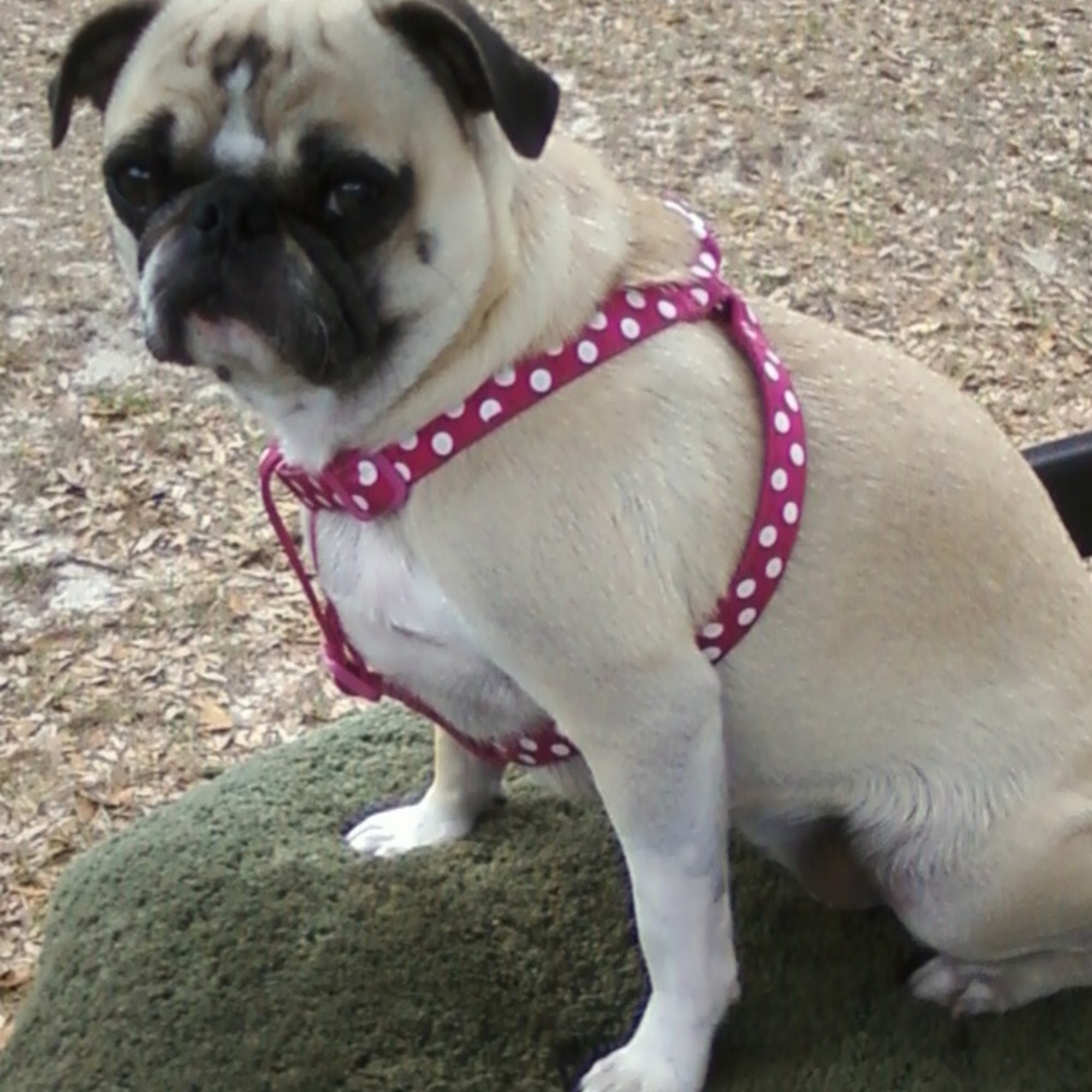 Blake Veterinary Hospital Dade City