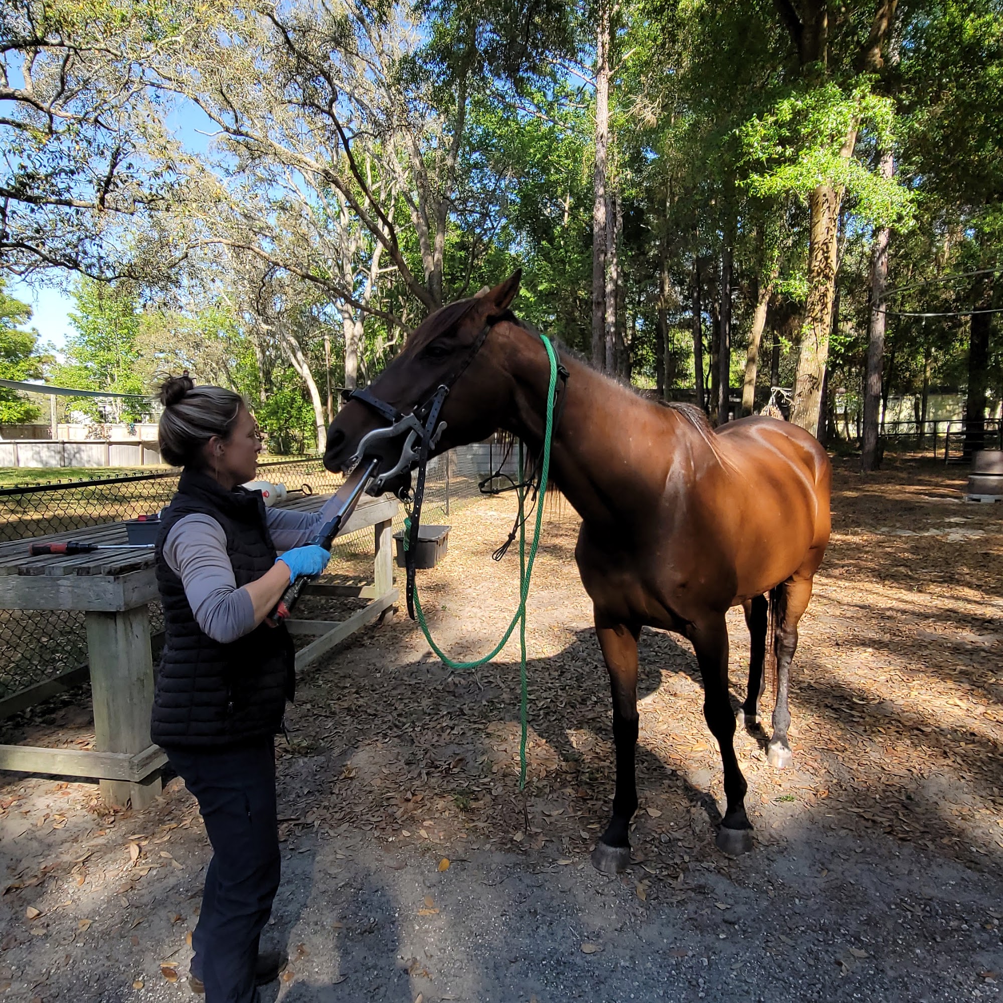 Blue Skies Equine Services Inc Dade City