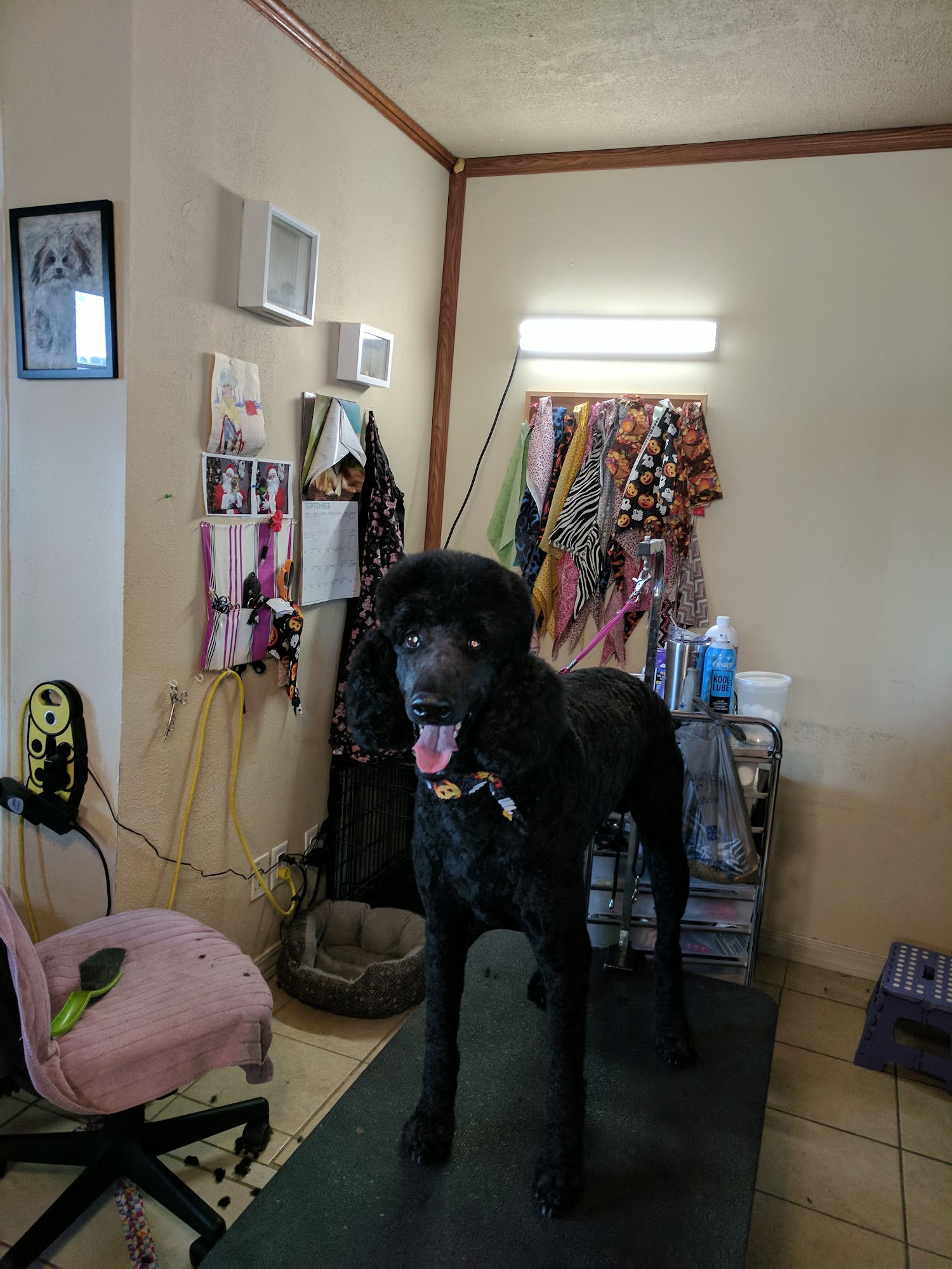 Oh Puppy! pet grooming Dade City