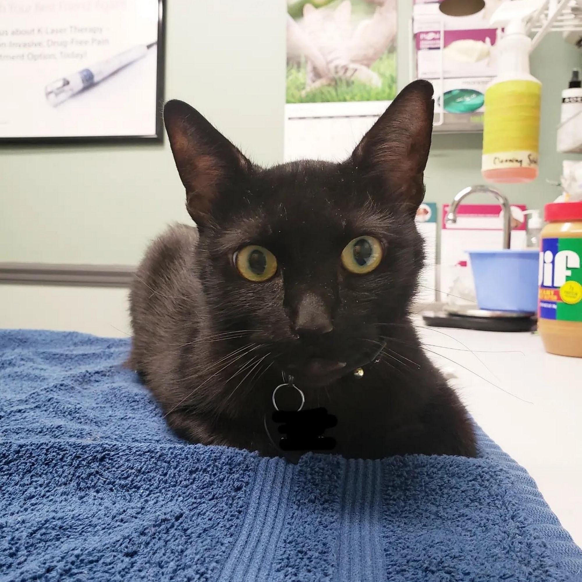 Sheridan Animal Hospital Dania Beach