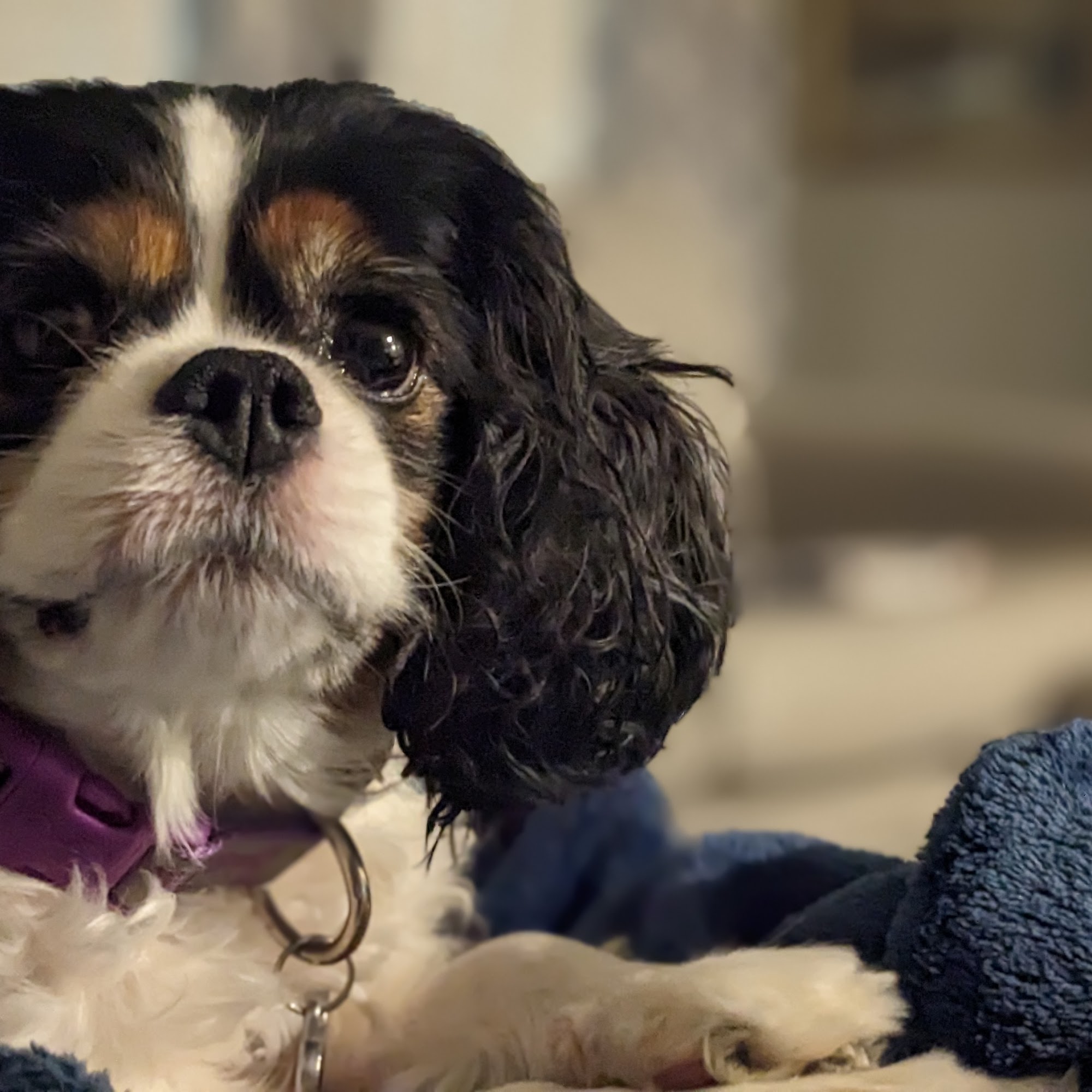 Polo Park Animal Hospital Davenport