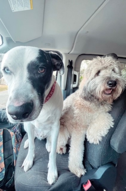 Pluto's Pals Pet Care Davenport