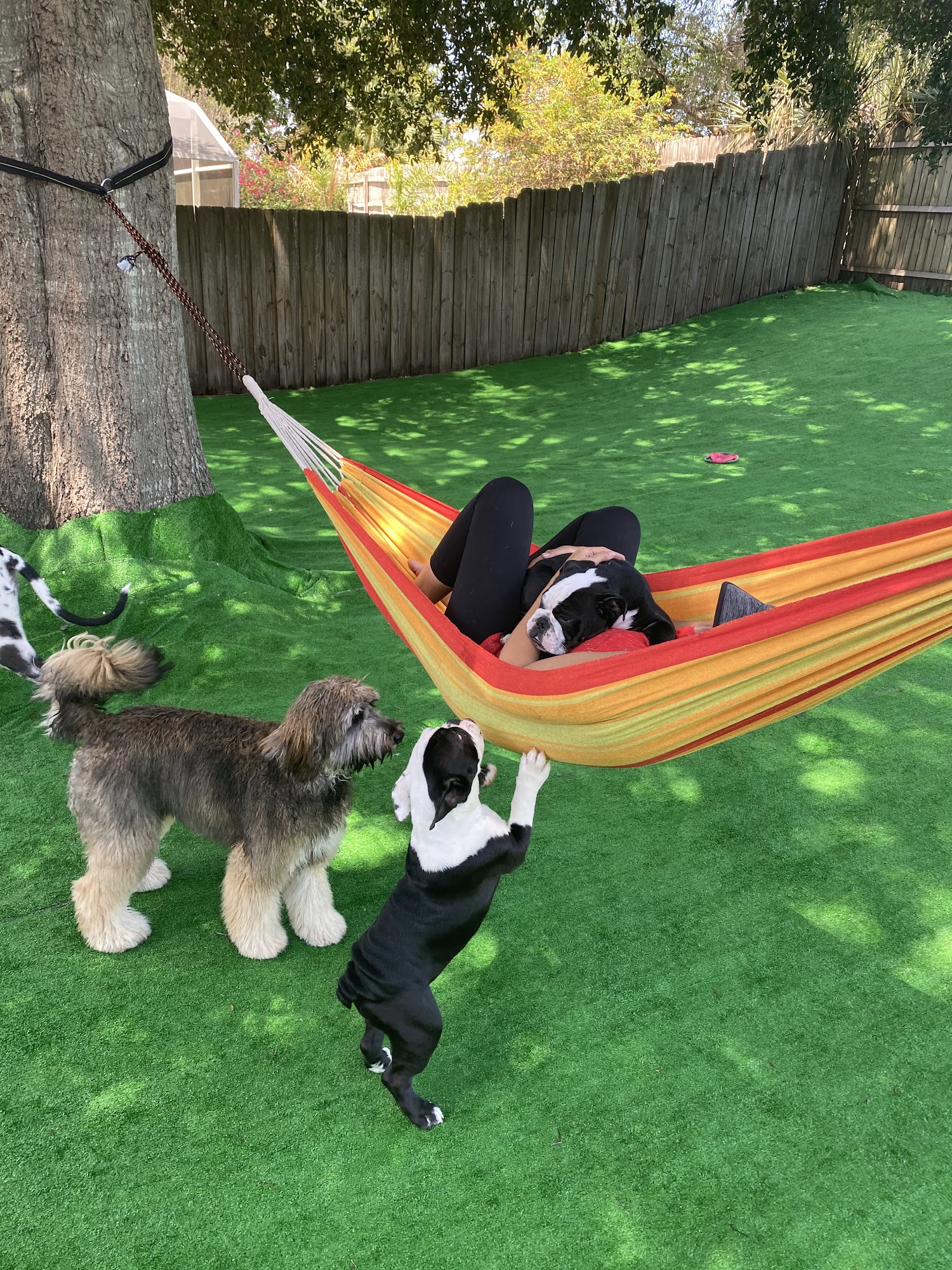 Pluto's Pals Pet Care Davenport