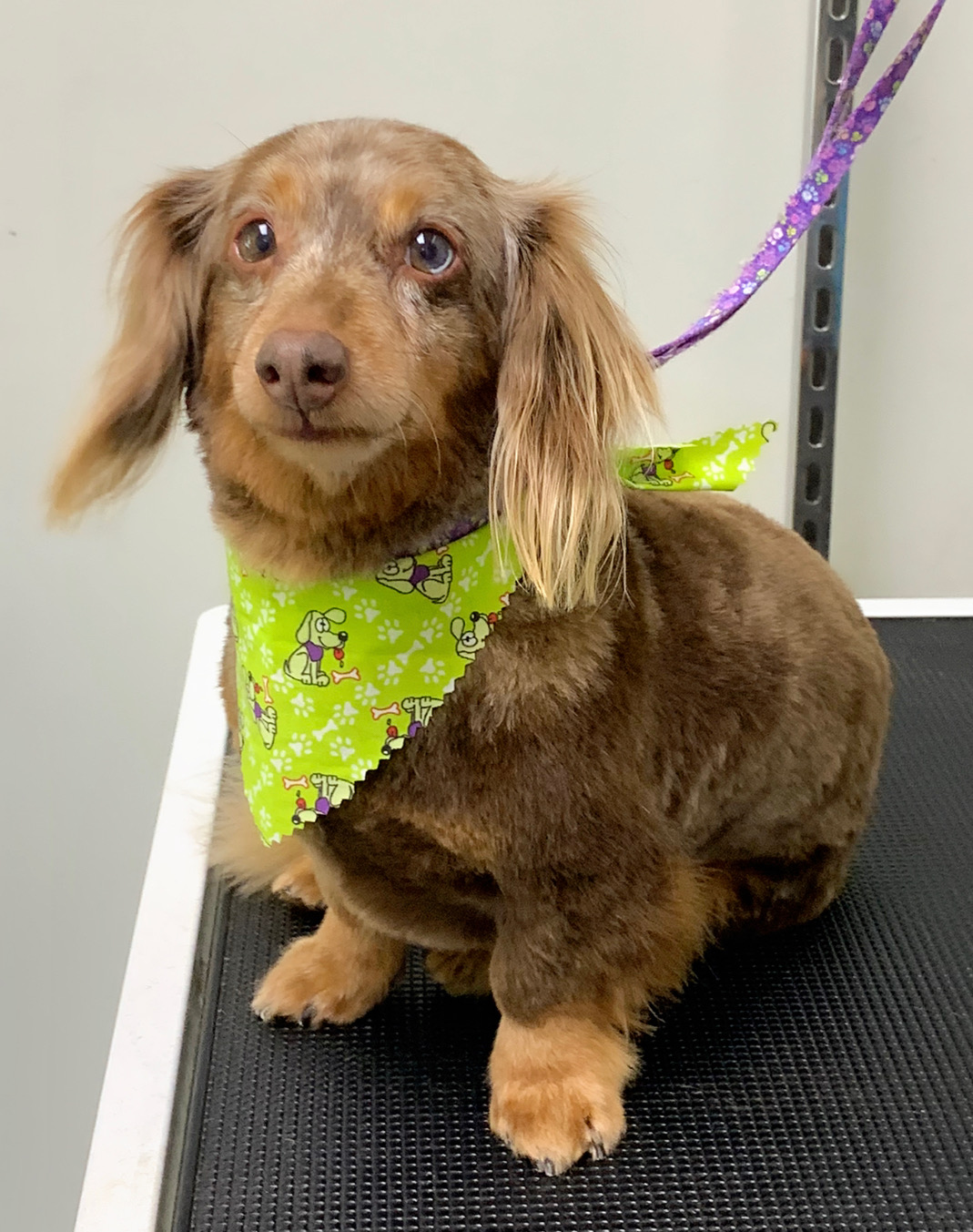 Alex Pet Grooming Davenport