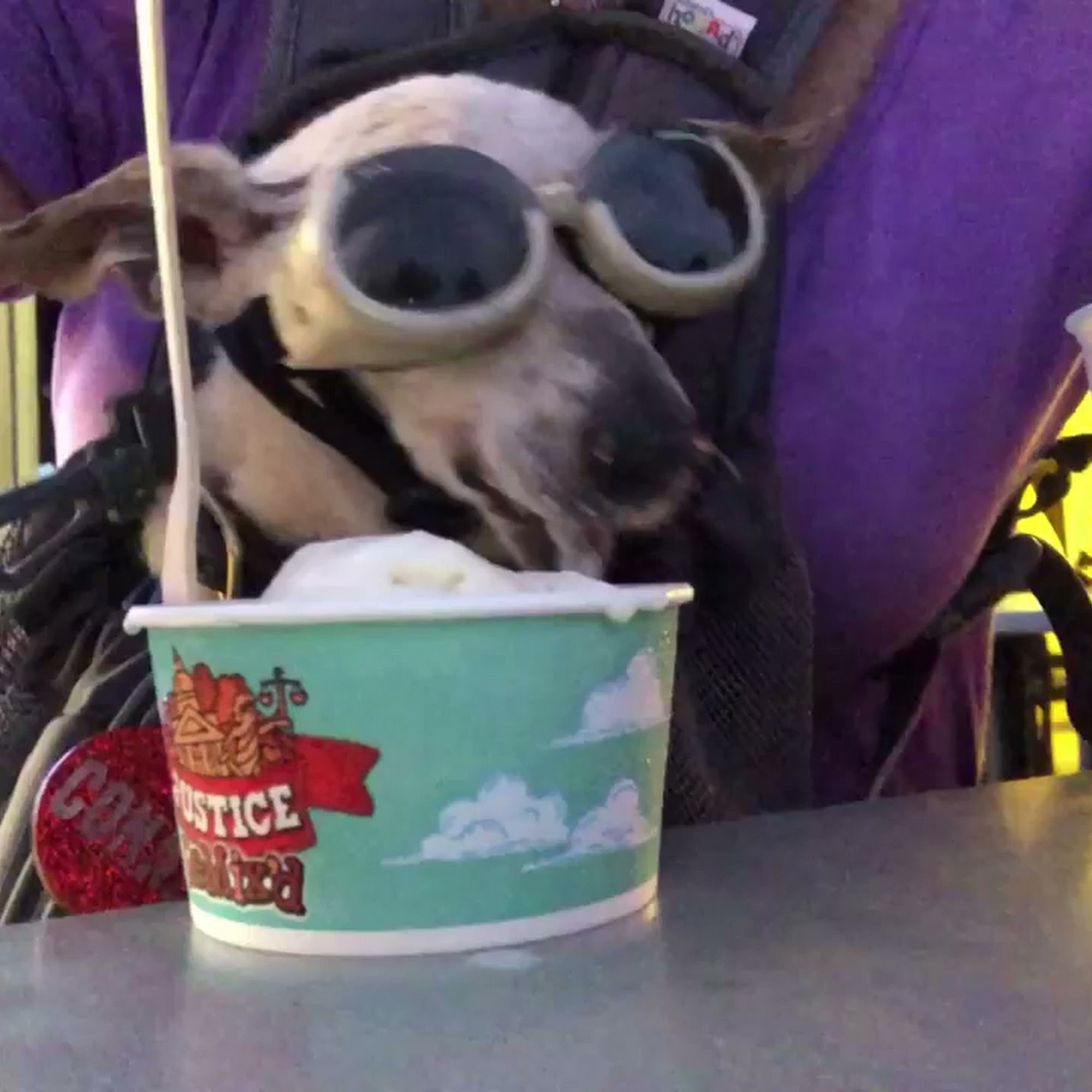 Davie Veterinary Center Davie