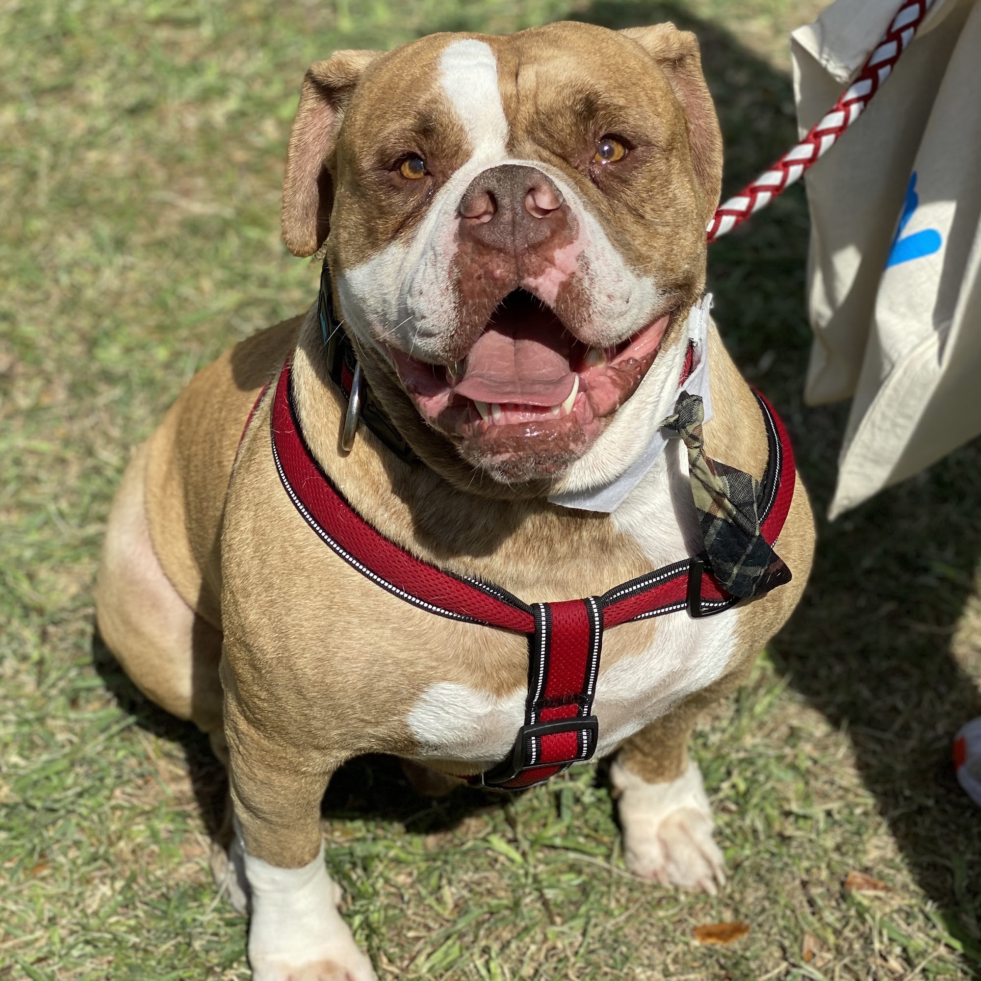 Bennett Lisa DVM Davie