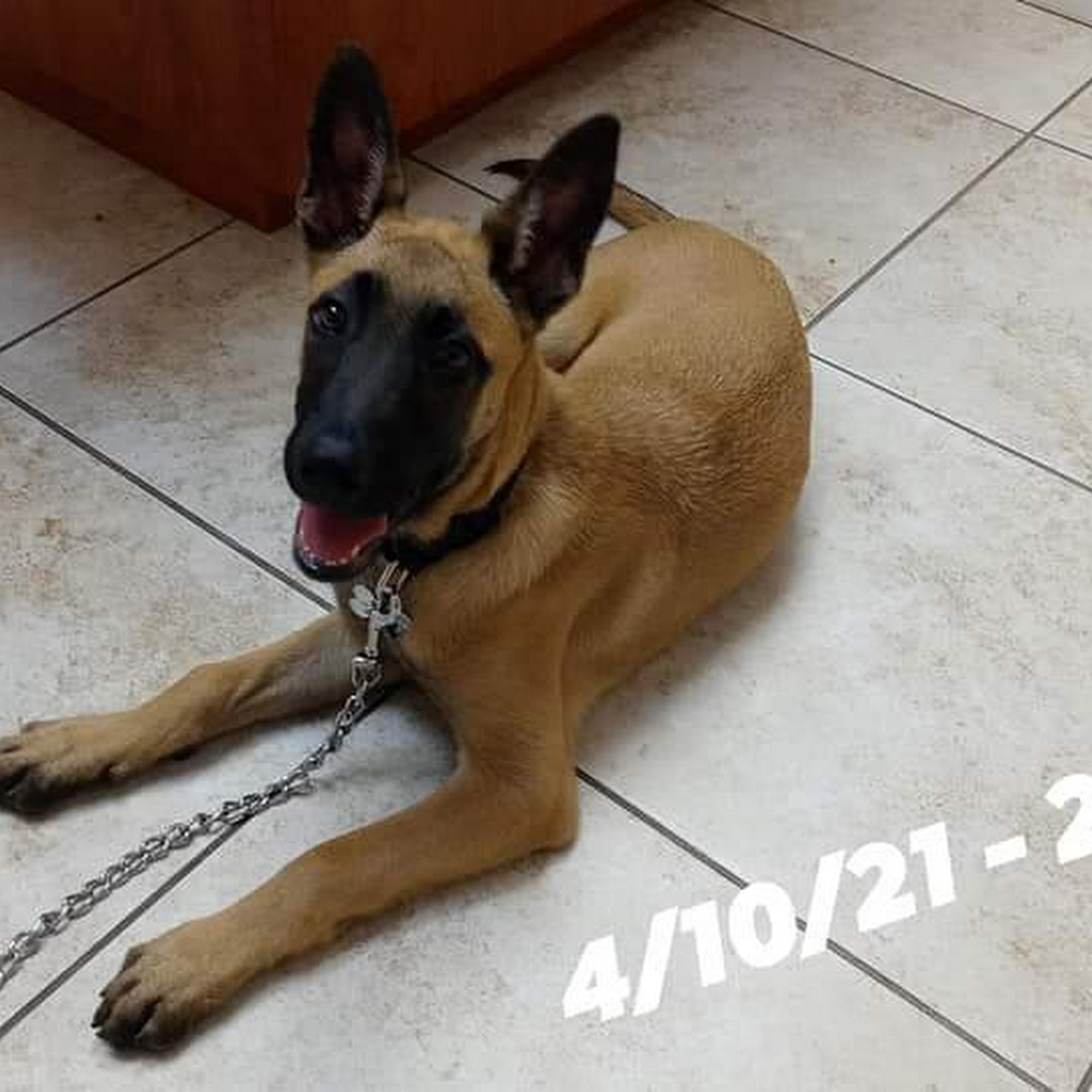 Aycock Veterinary Clinic Davie