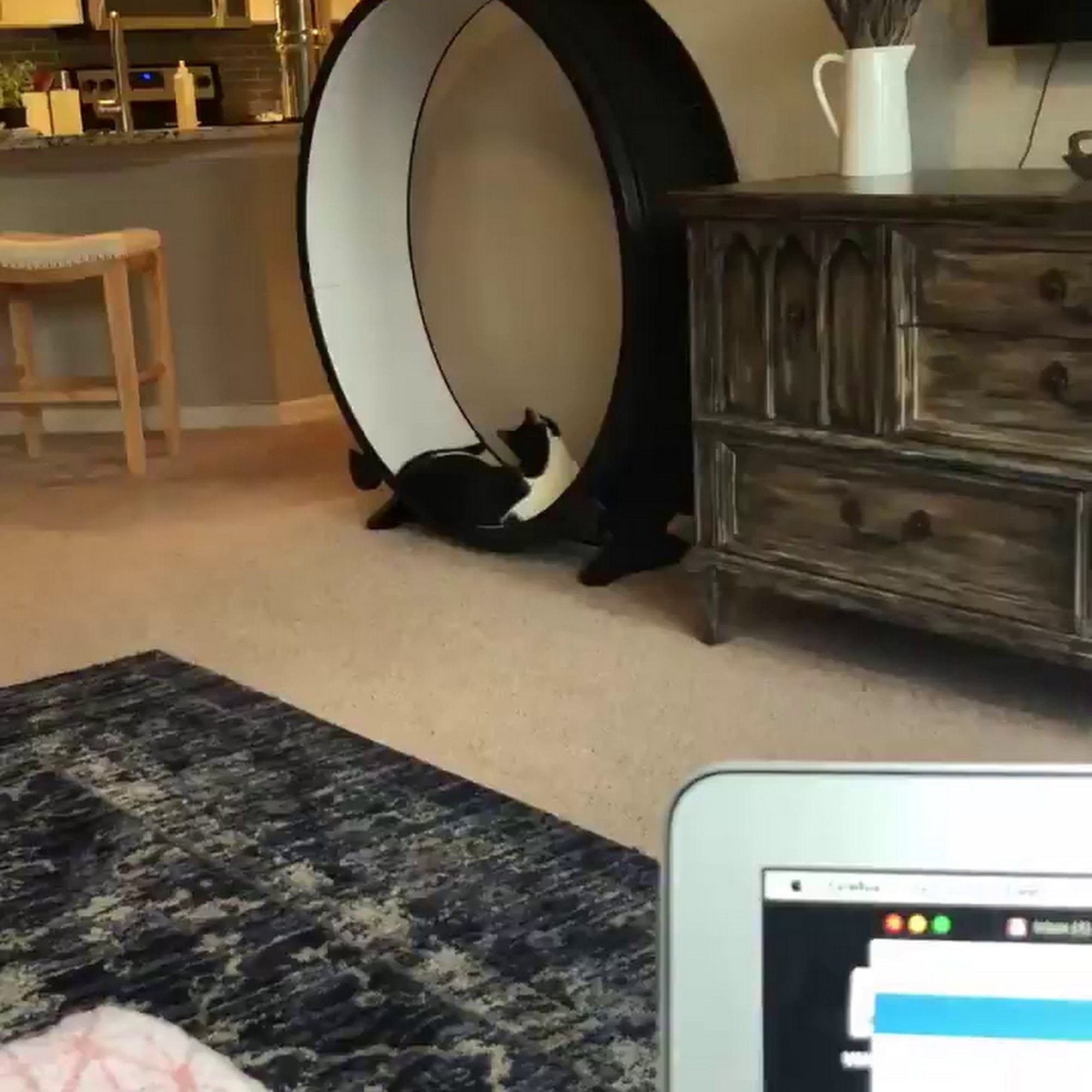 DPC Veterinary Hospital Davie