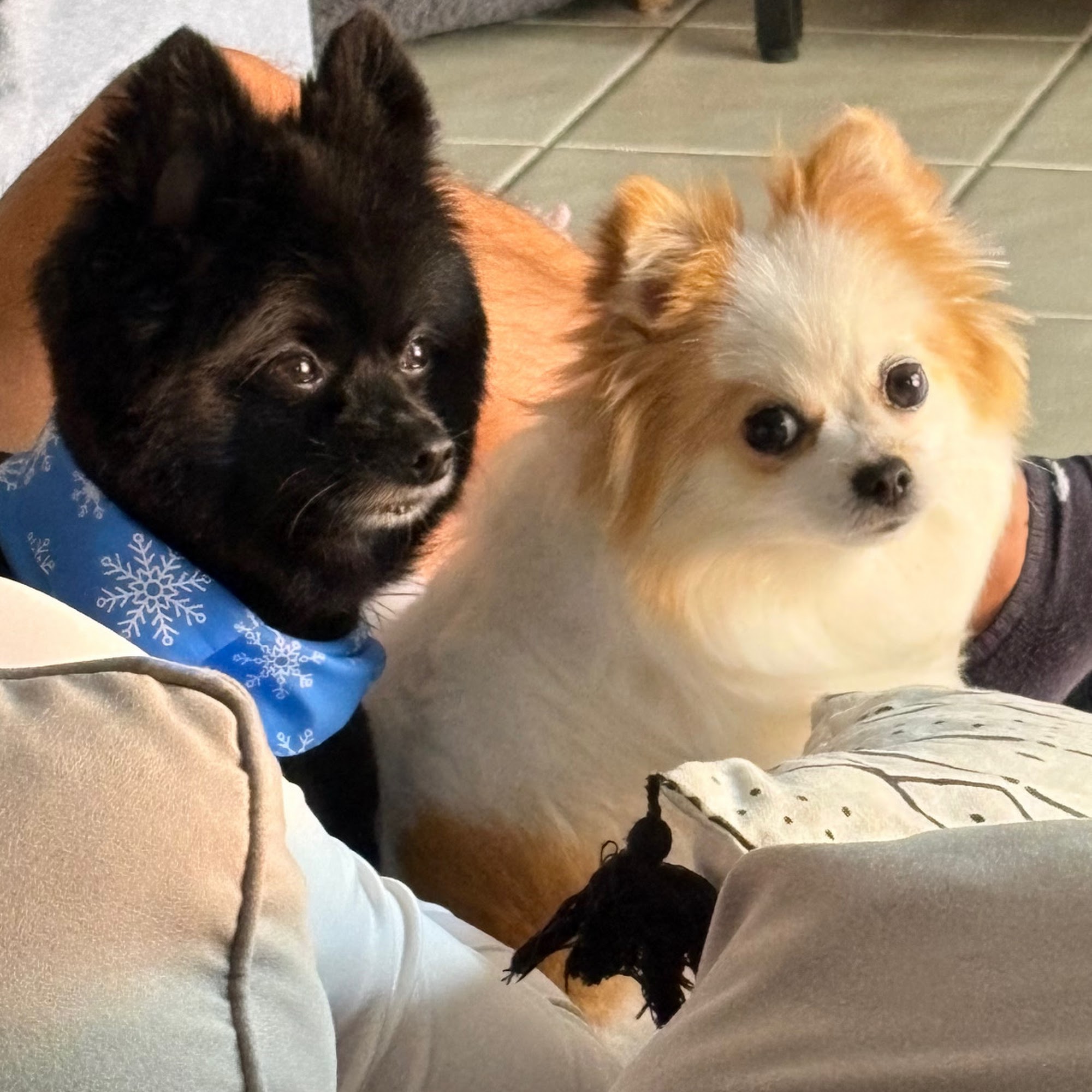 Jacaranda Animal Hospital Davie