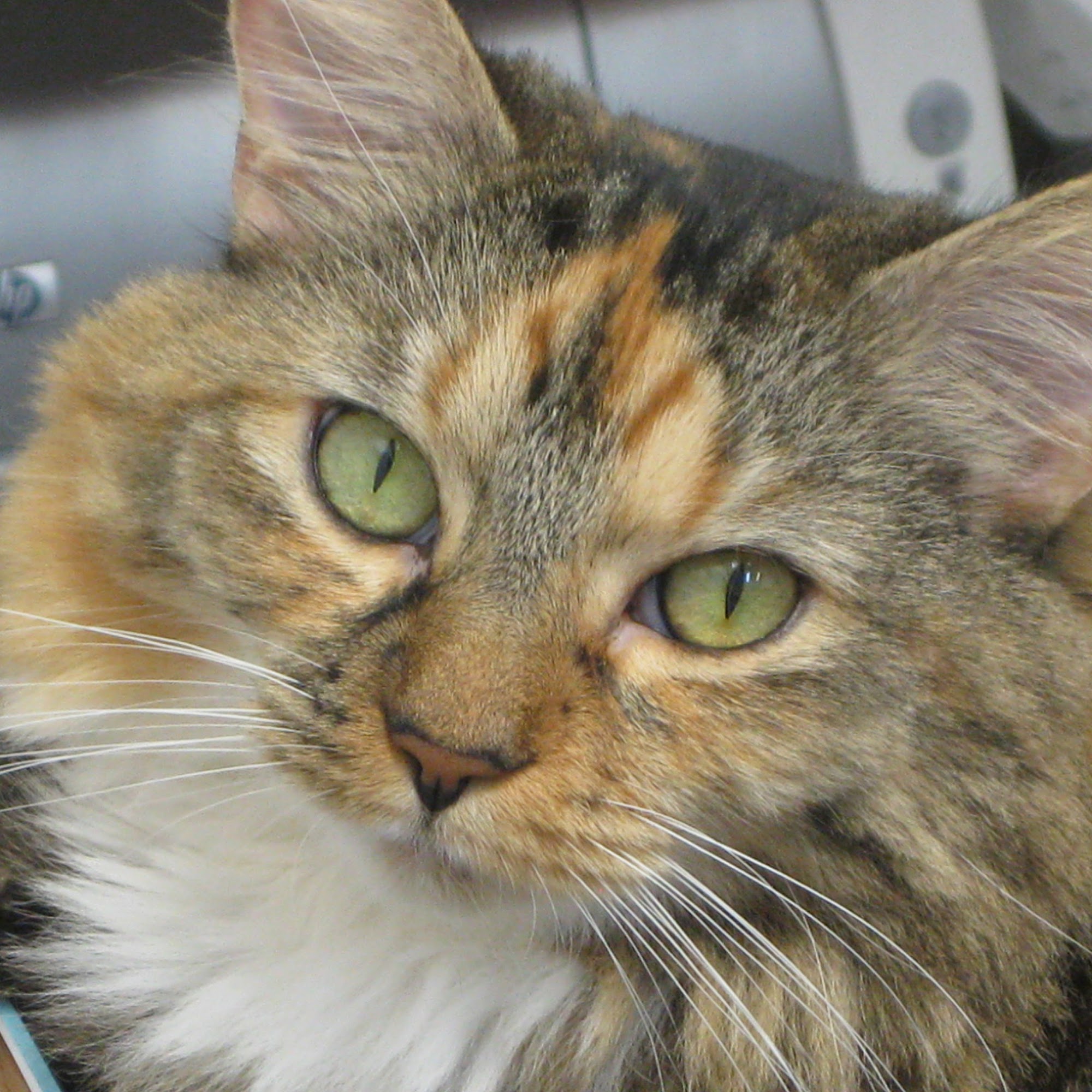 Camelot Animal Hospital and Boarding Kennel Davie