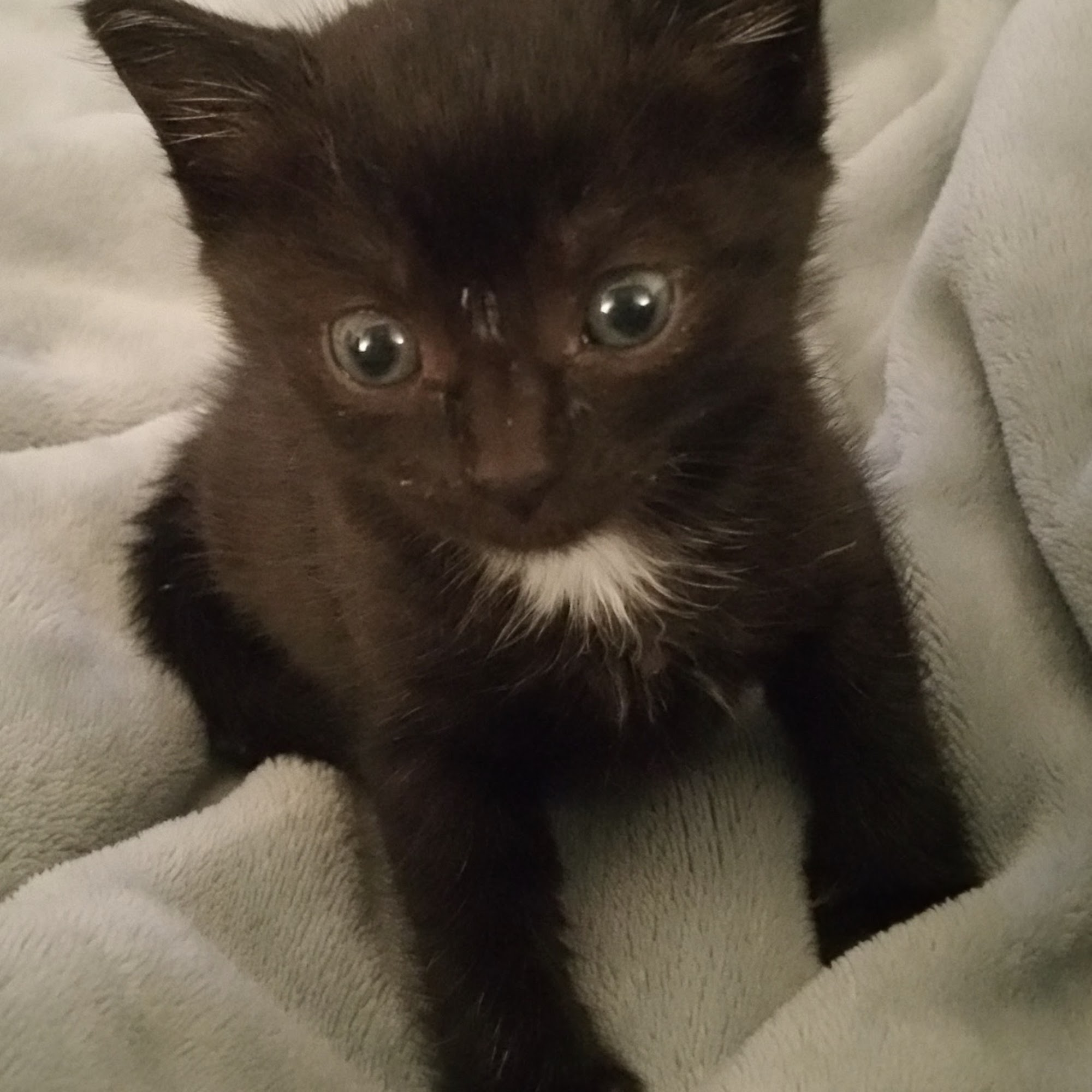 Everglades Animal Hospital Davie