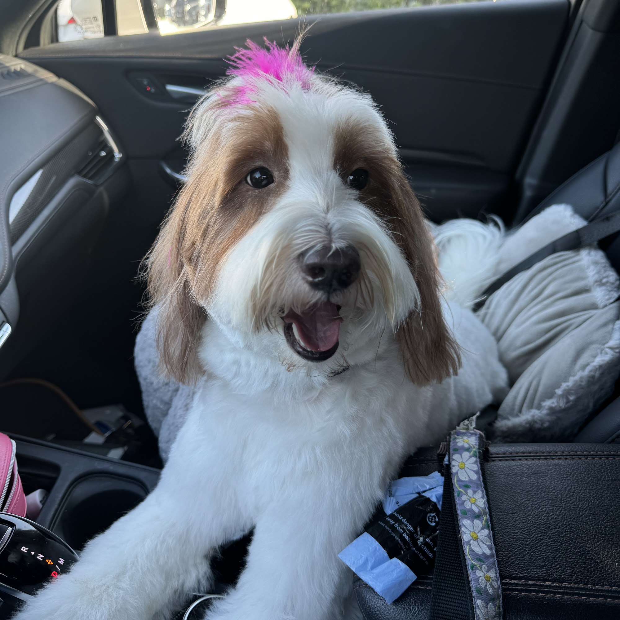 Laura's Classy Canines Davie