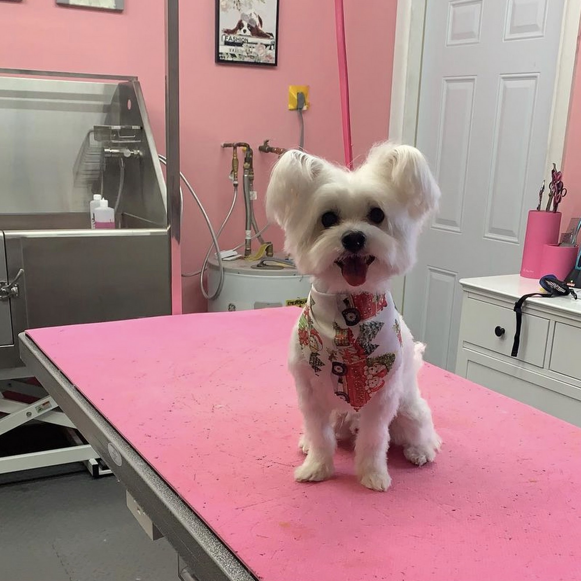 Fancy Pets Grooming Davie