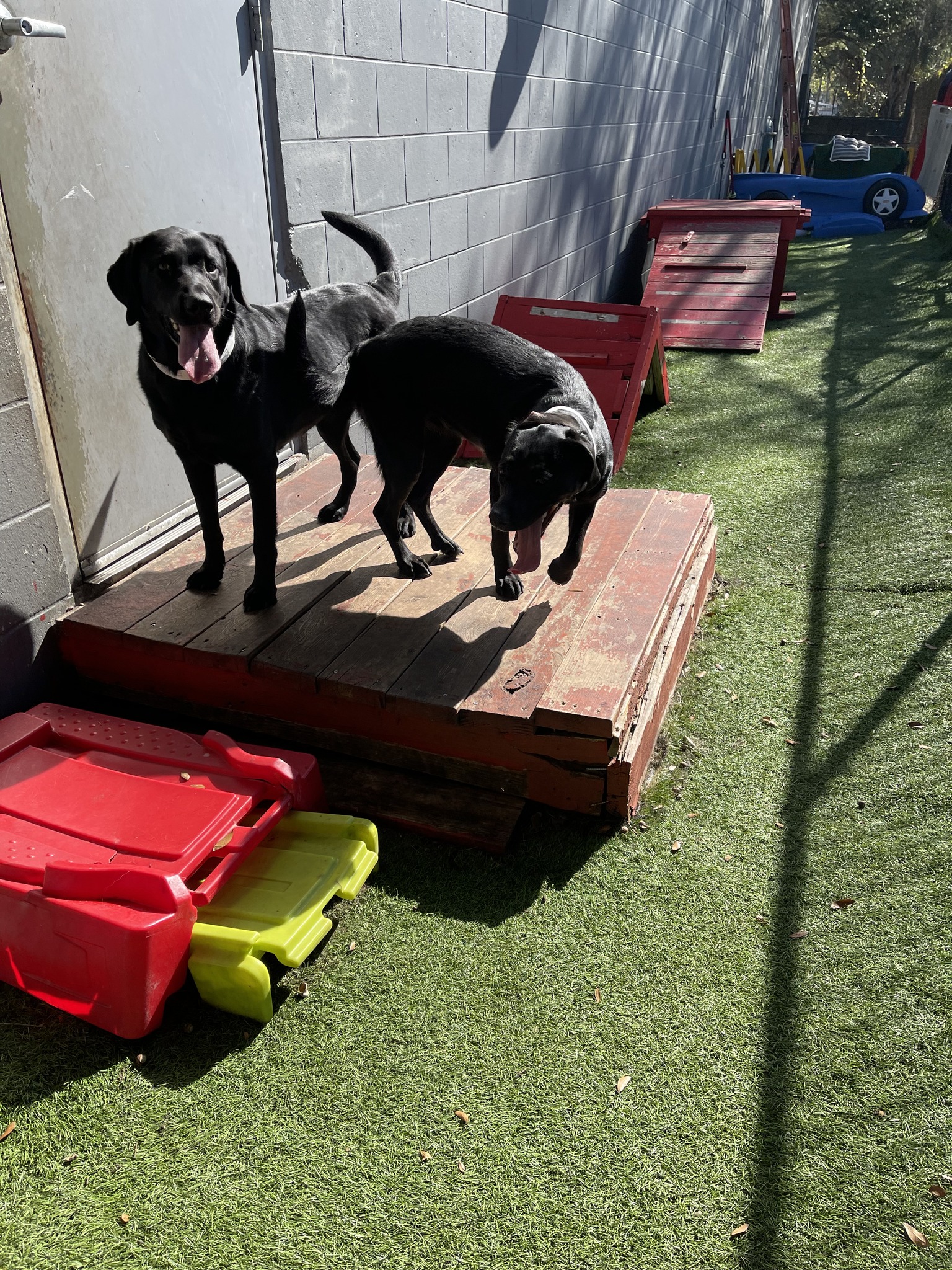 Fancy Pets Grooming Davie