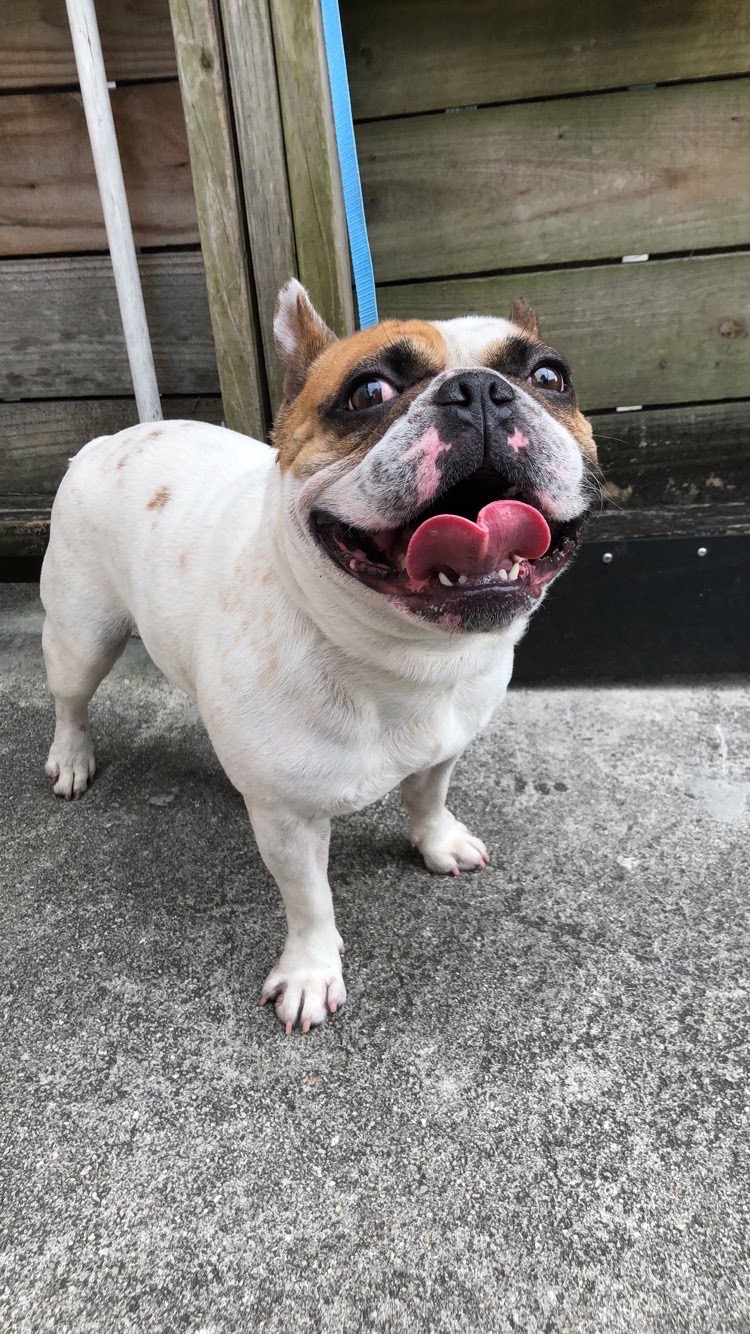 Pet Spaw Palace Davie