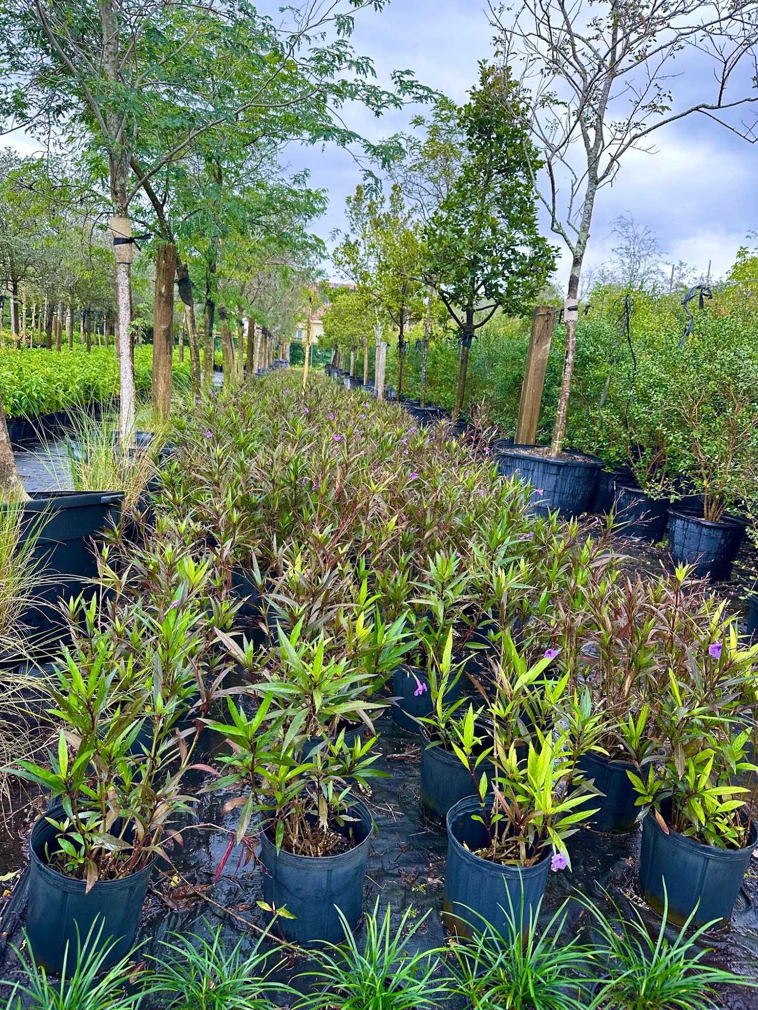 Maccabi Nursery Davie