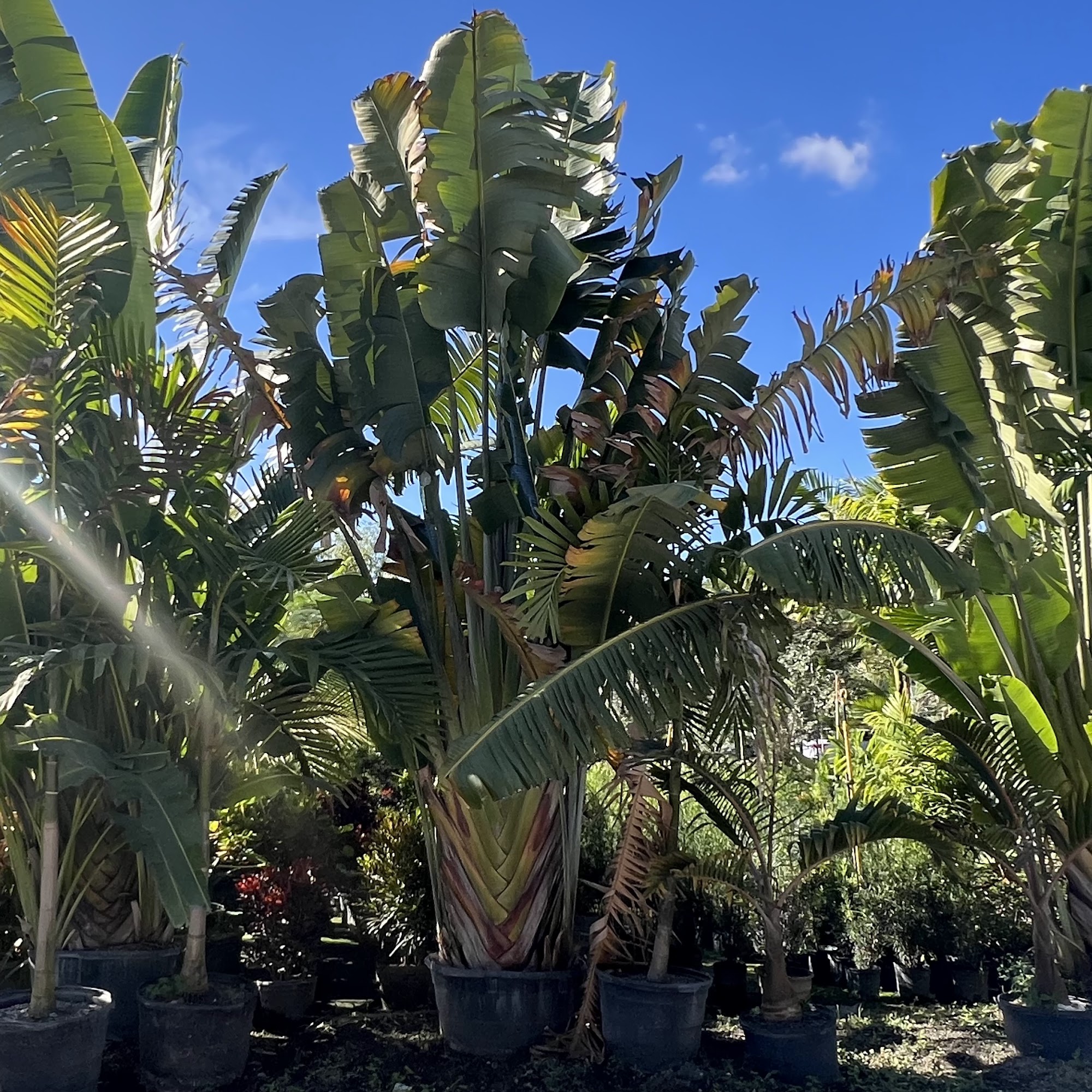 Broward Palms 1975 S Flamingo Rd, Davie Florida 33325