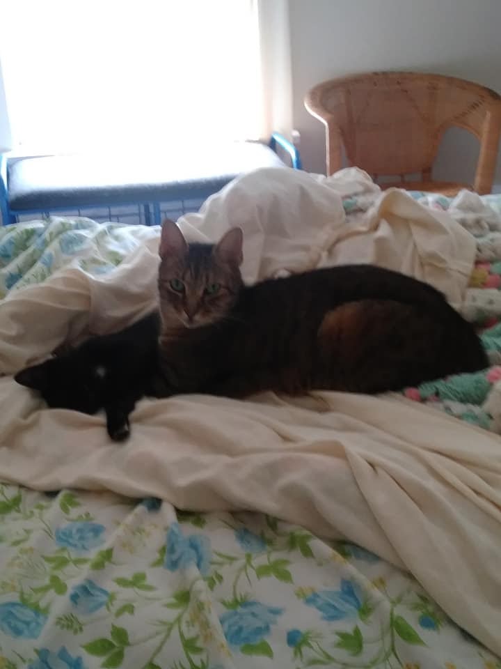 VCA Daytona Animal Hospital Daytona Beach