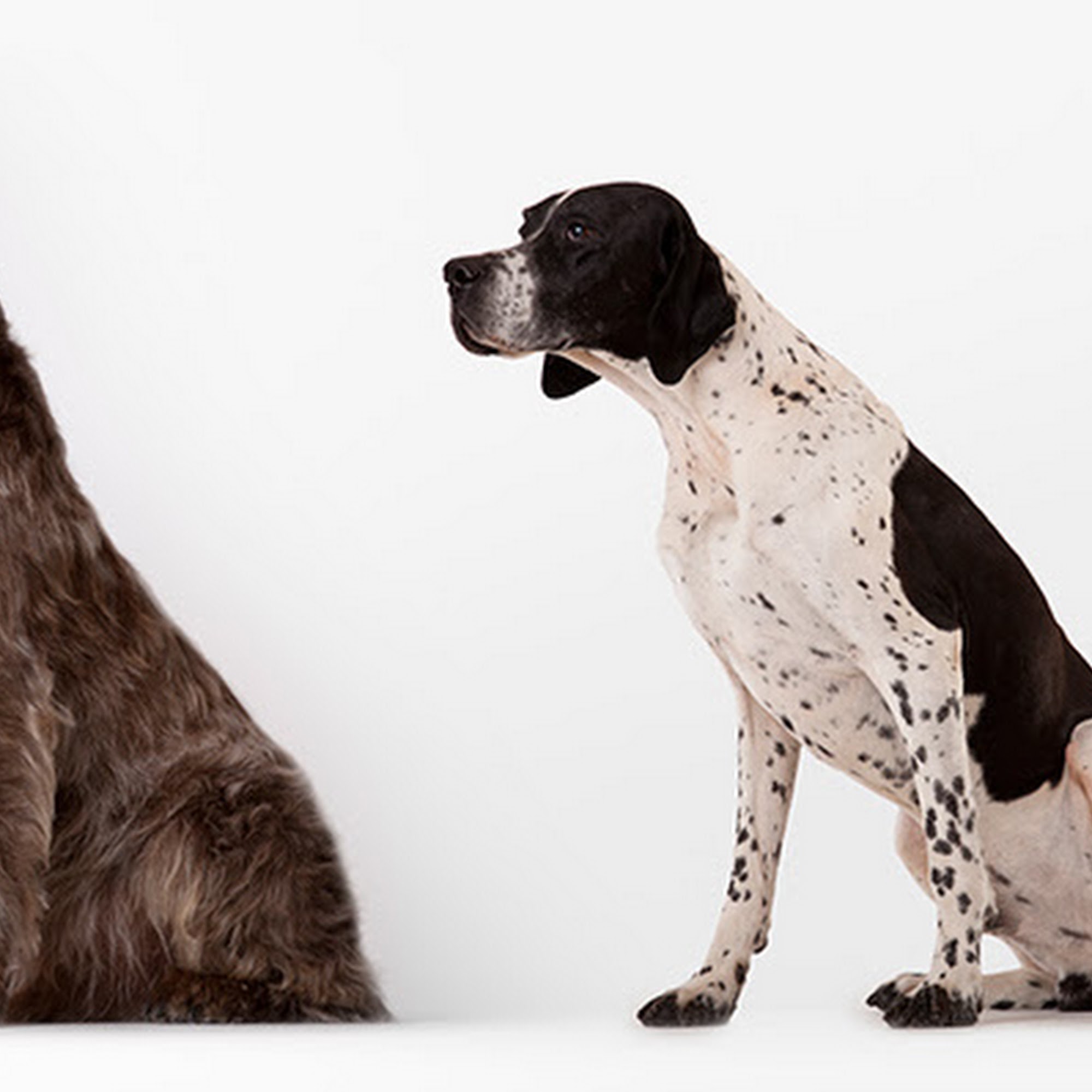 Rawls Veterinary Hospital Daytona Beach