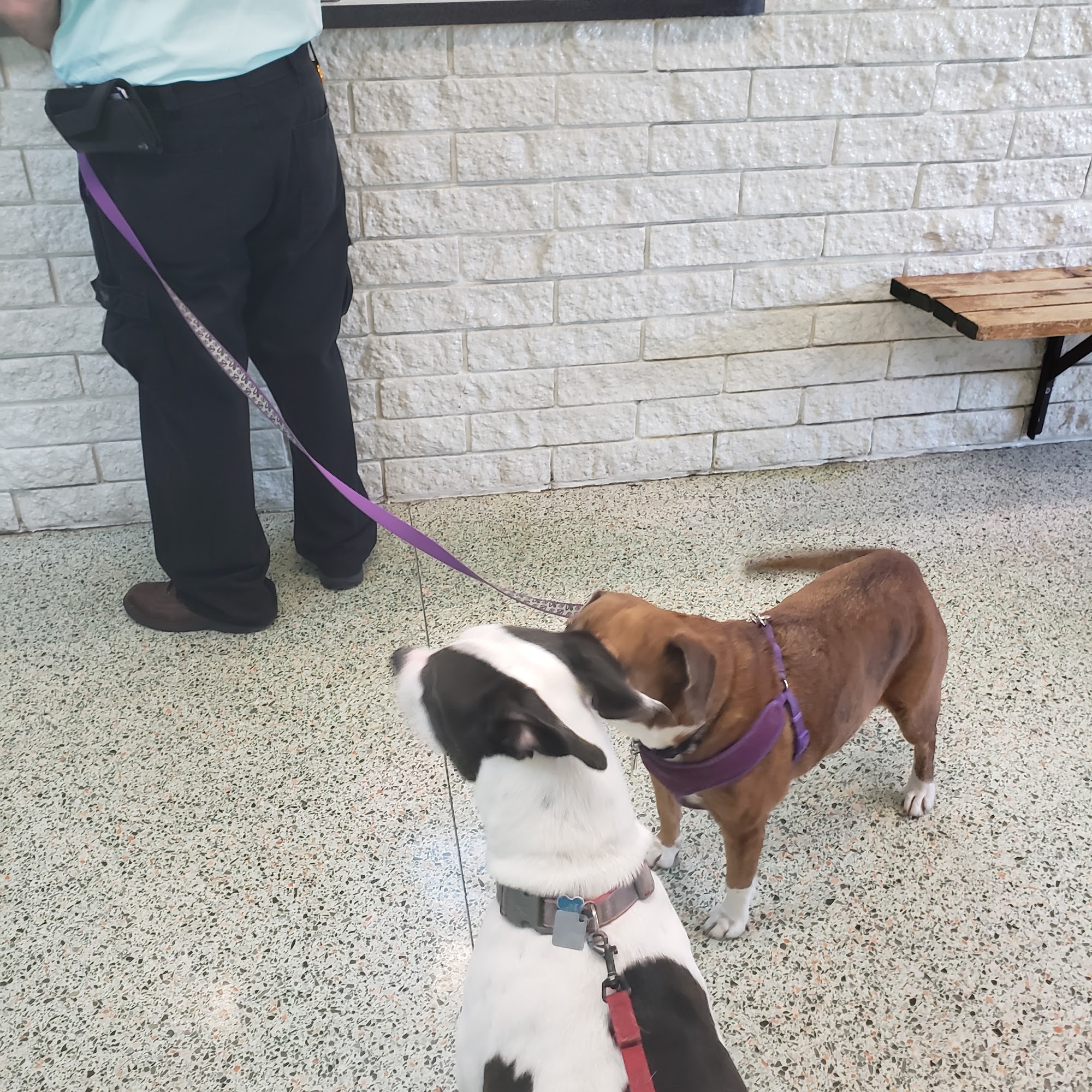 Driftwood Animal Hospital Daytona Beach