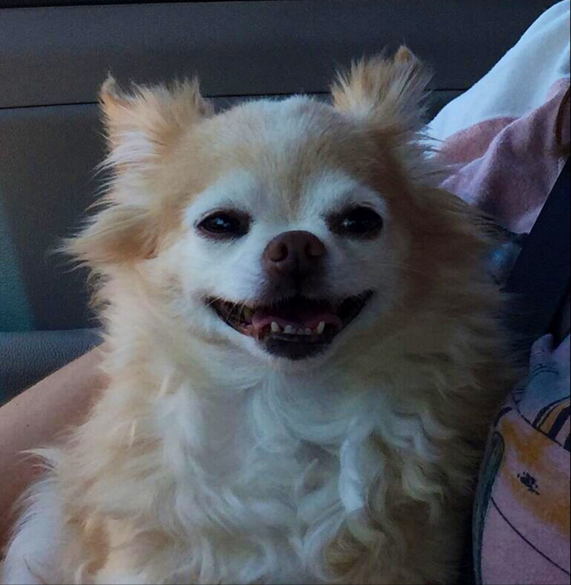 L'Amie Sandra S DVM Daytona Beach