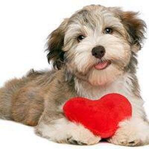 Woof Gang Bakery Daytona Daytona Beach