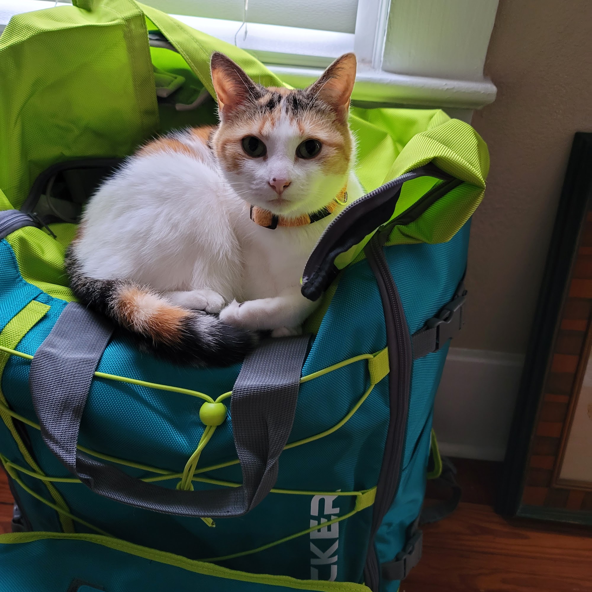 Long Susan DVM Daytona Beach