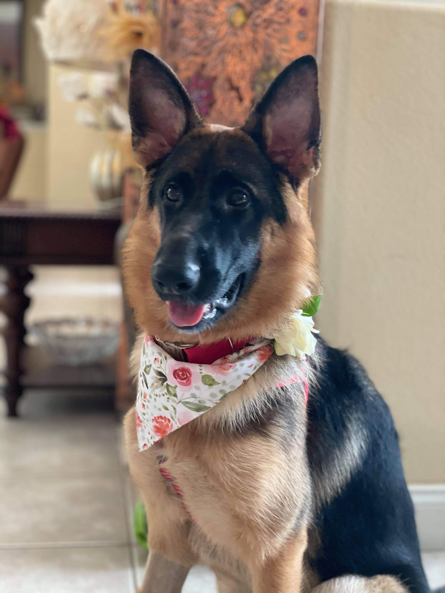 AKC German Shepherds, Puppies and Adults from Shepherd's Meadow Daytona Beach