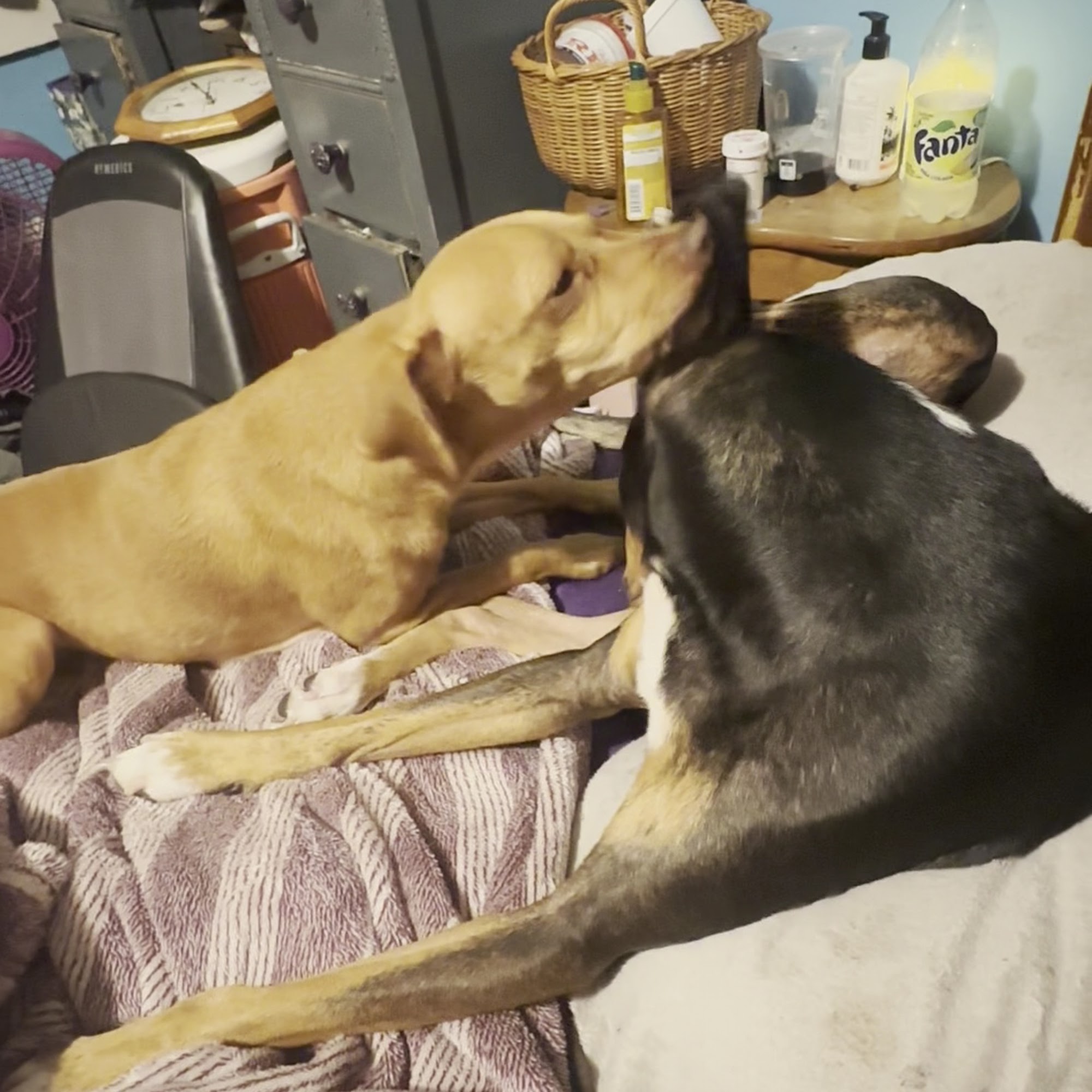 Deleon Springs Animal Clinic De Leon Springs