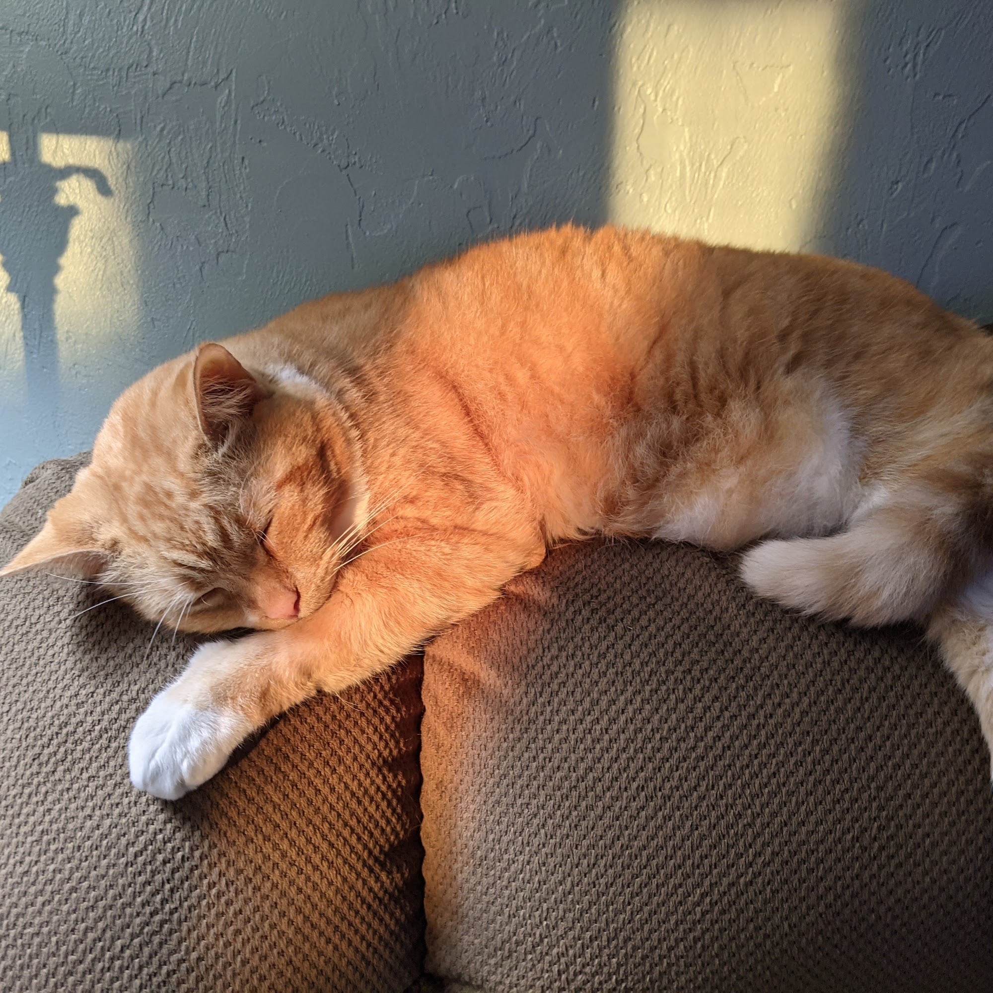 Mattson Paul H DVM De Leon Springs