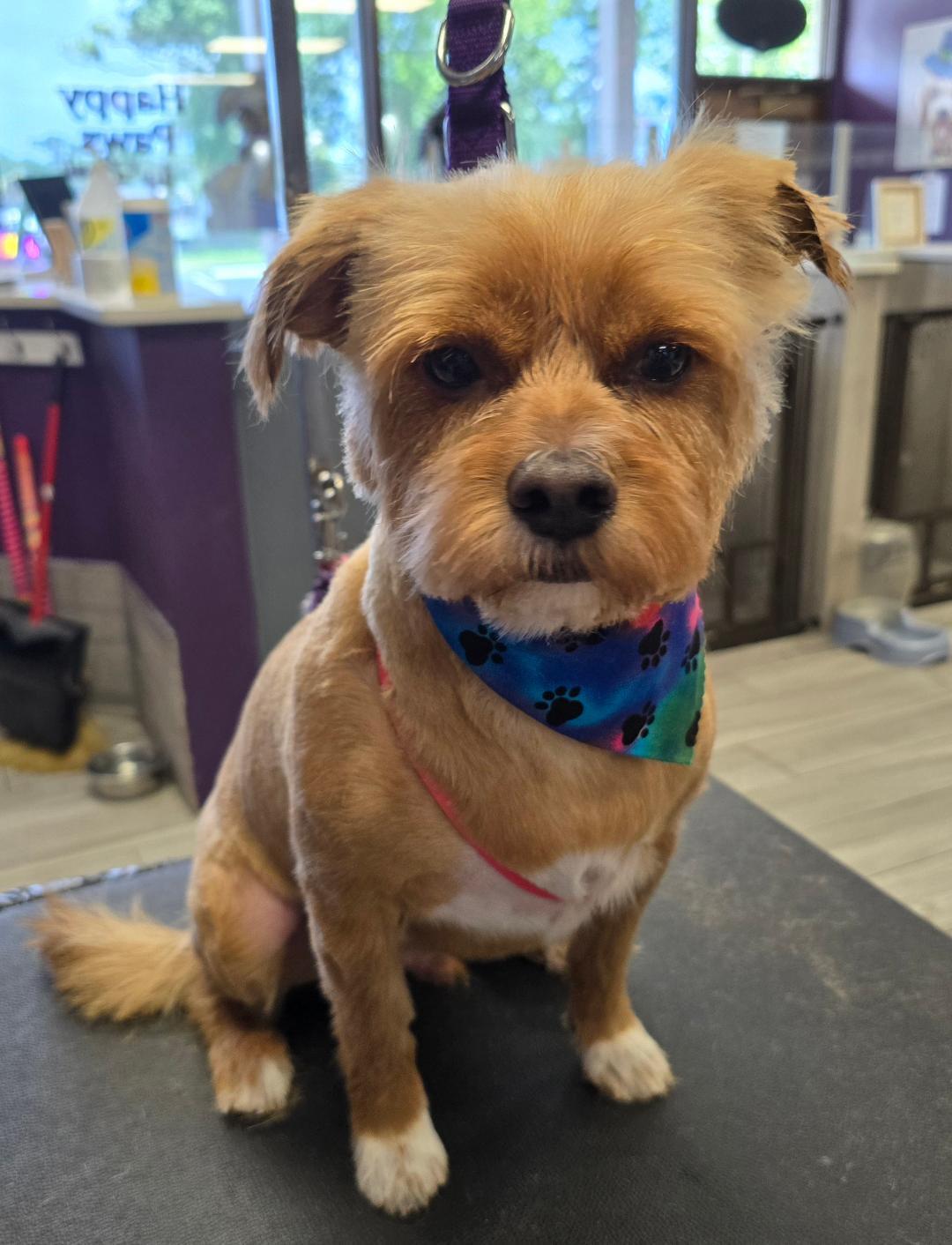 Happy Paws By Lori DeBary