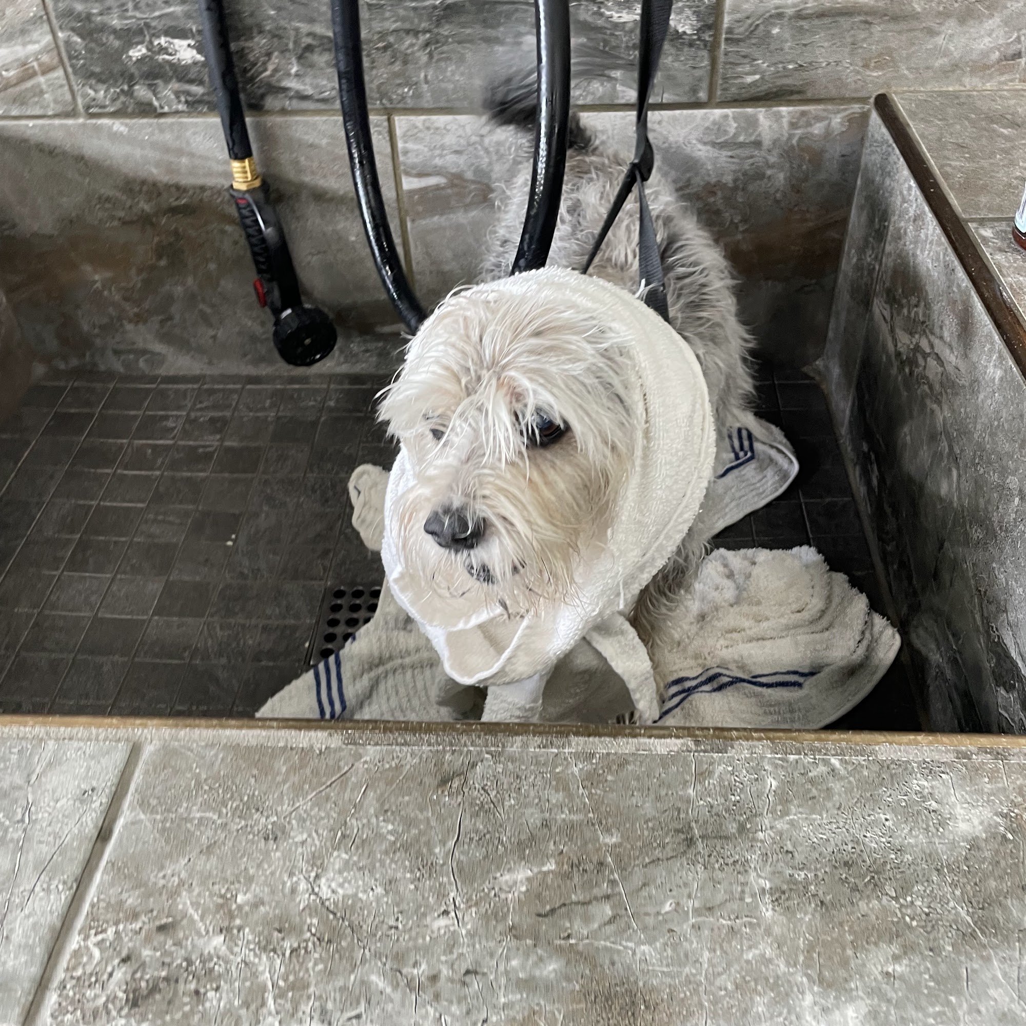 AA Animal Clinic DeBary