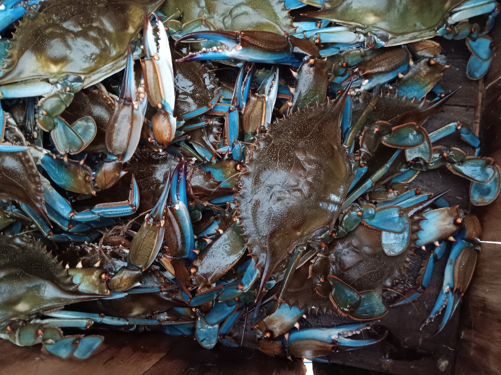 Florida's Fresh Seafood DeBary