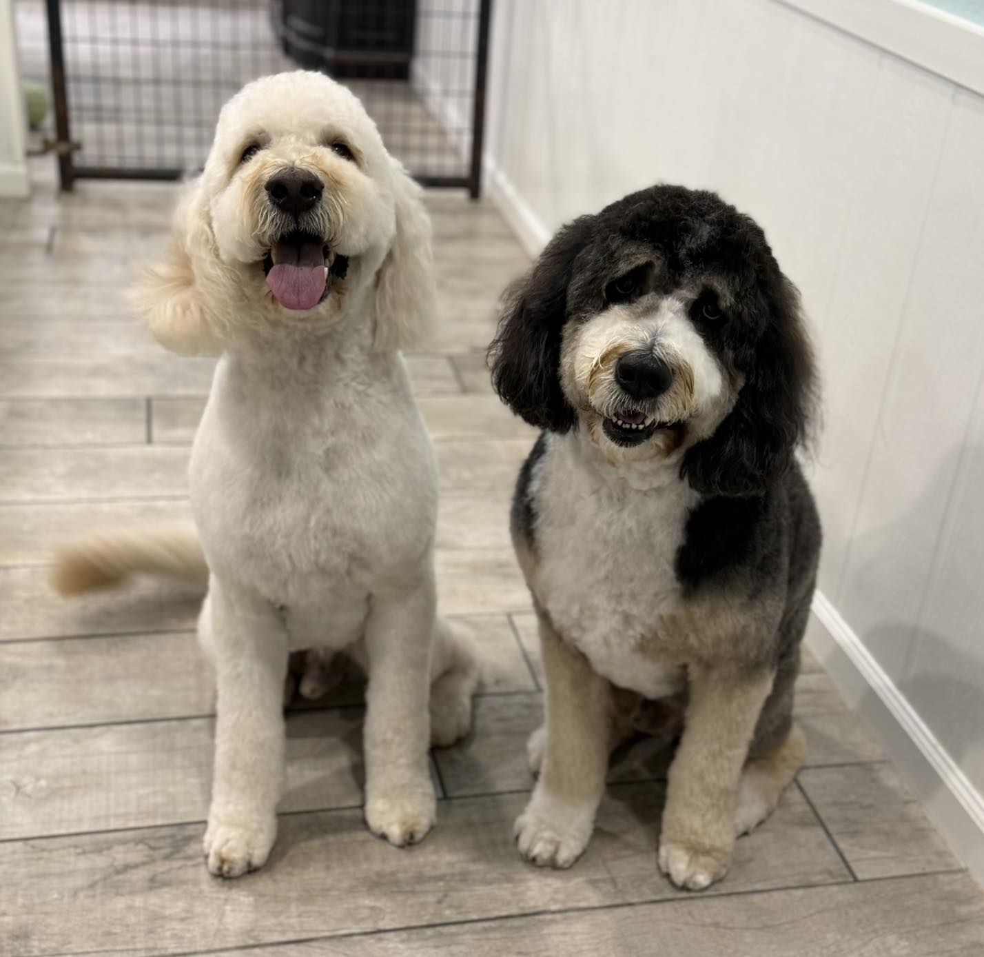 Hailey's Collar and Comb DeBary