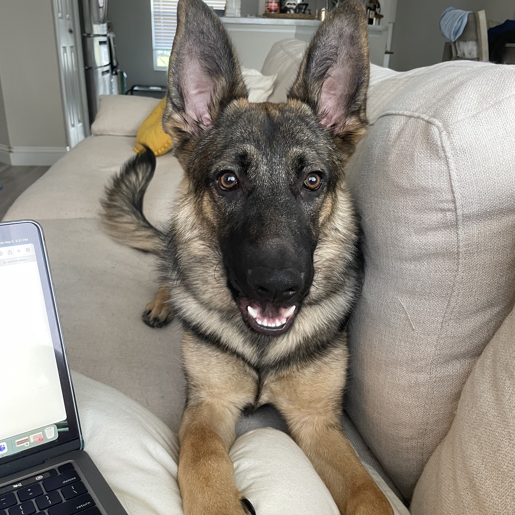 Hailey's Collar and Comb DeBary