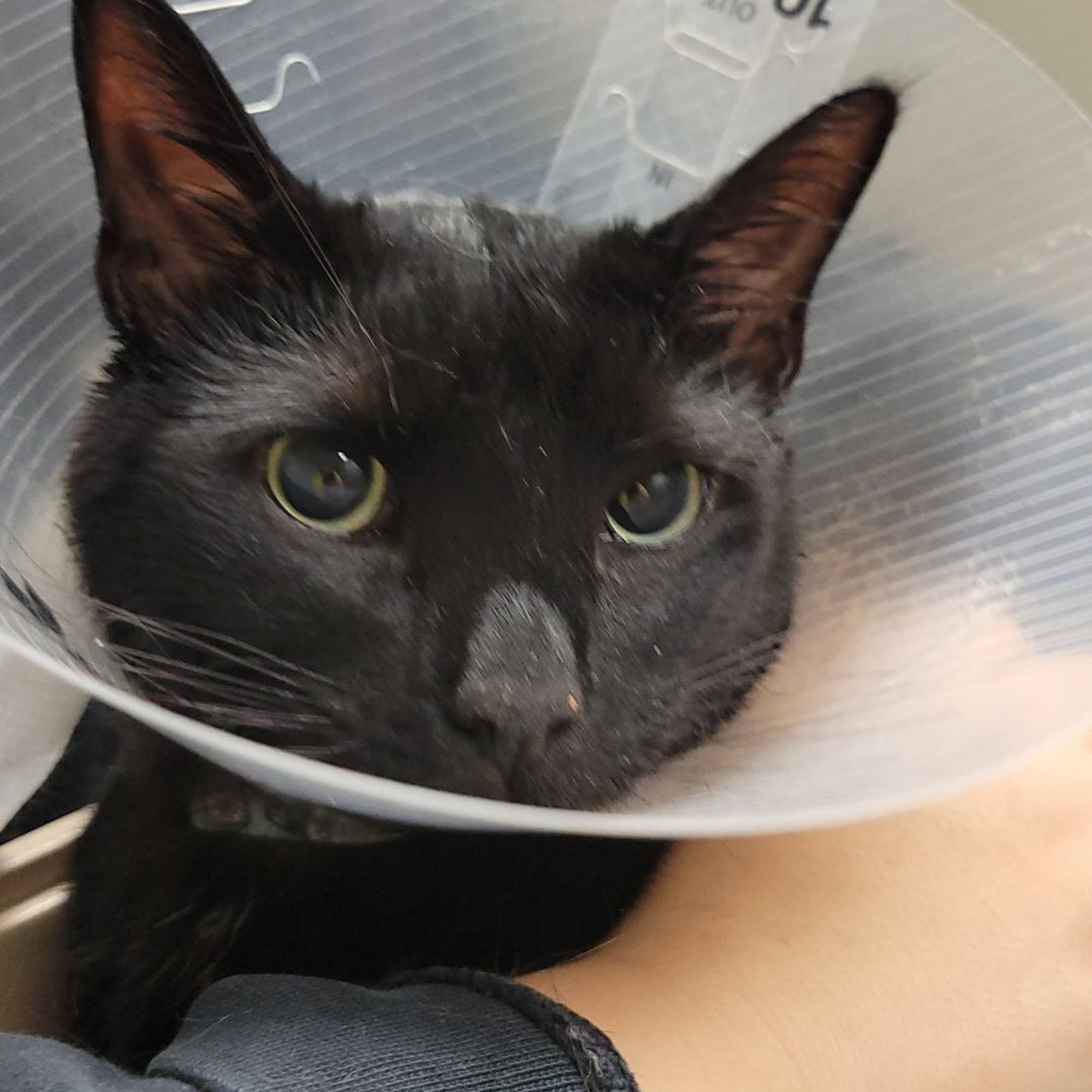 Animal Emergency Clinic Deerfield Beach