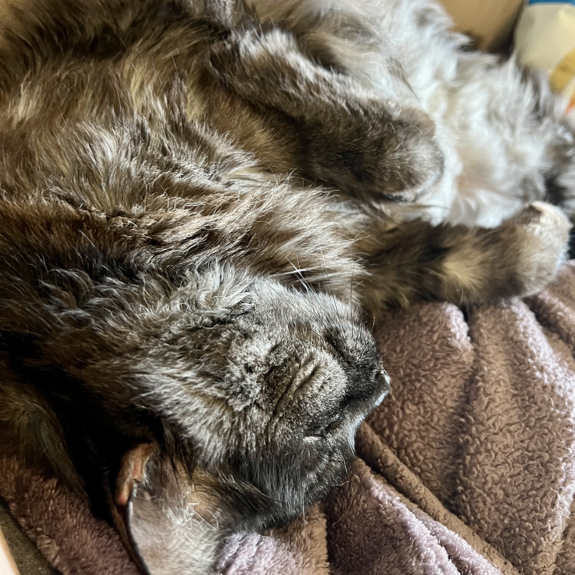 Animal Cancer Care Clinic Deerfield Beach