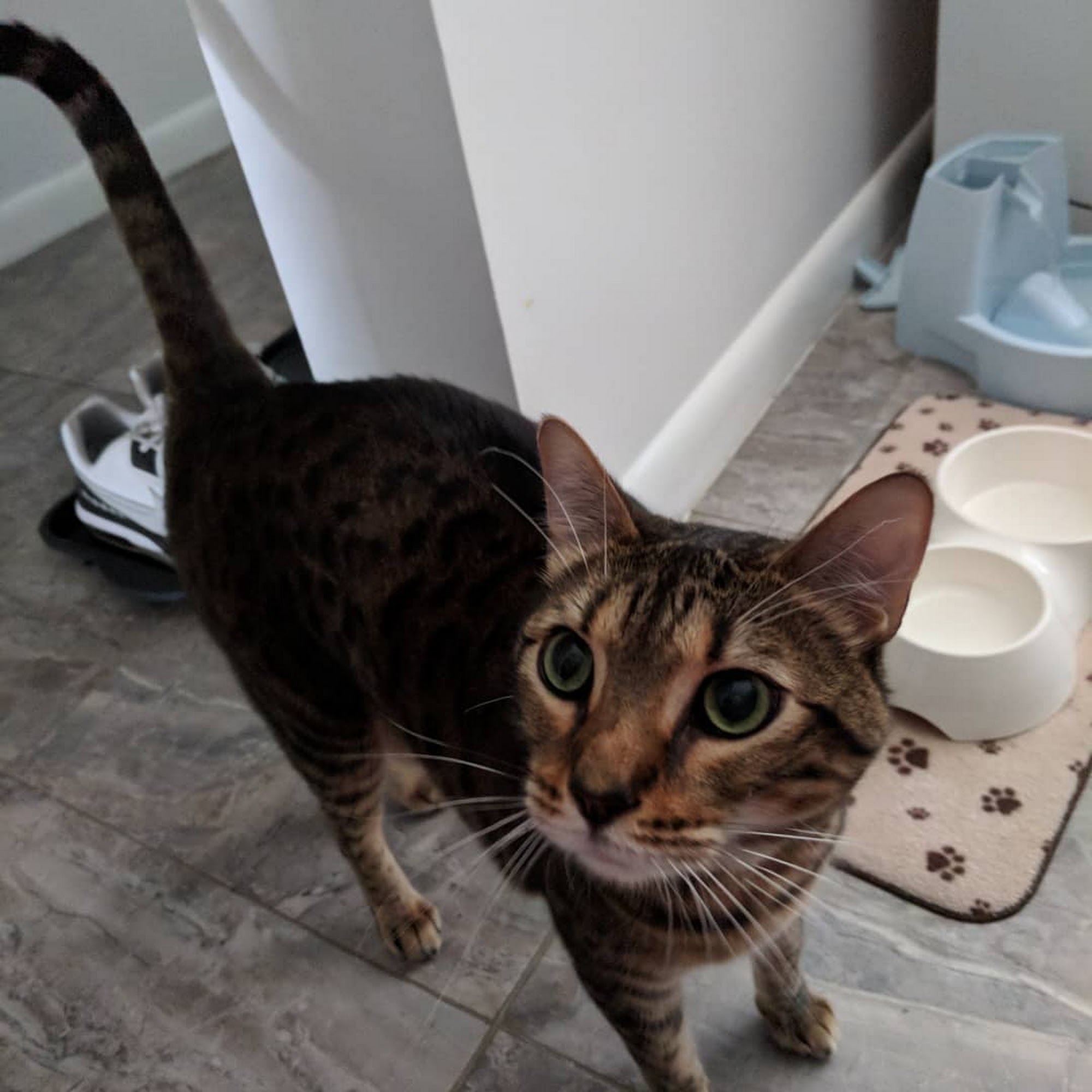 Quiet Waters Animal Hospital Deerfield Beach