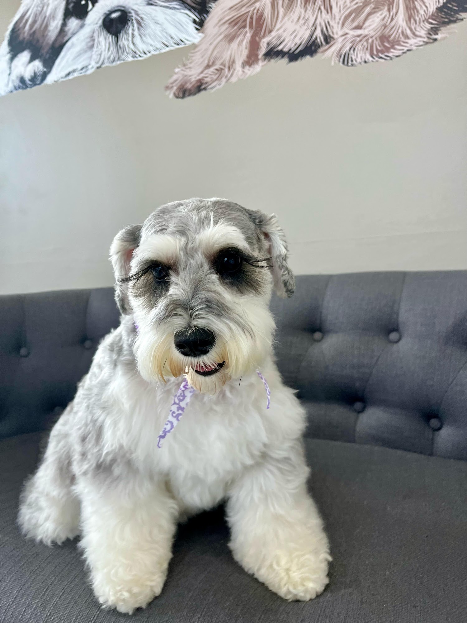 WE WOOF Deerfield Beach