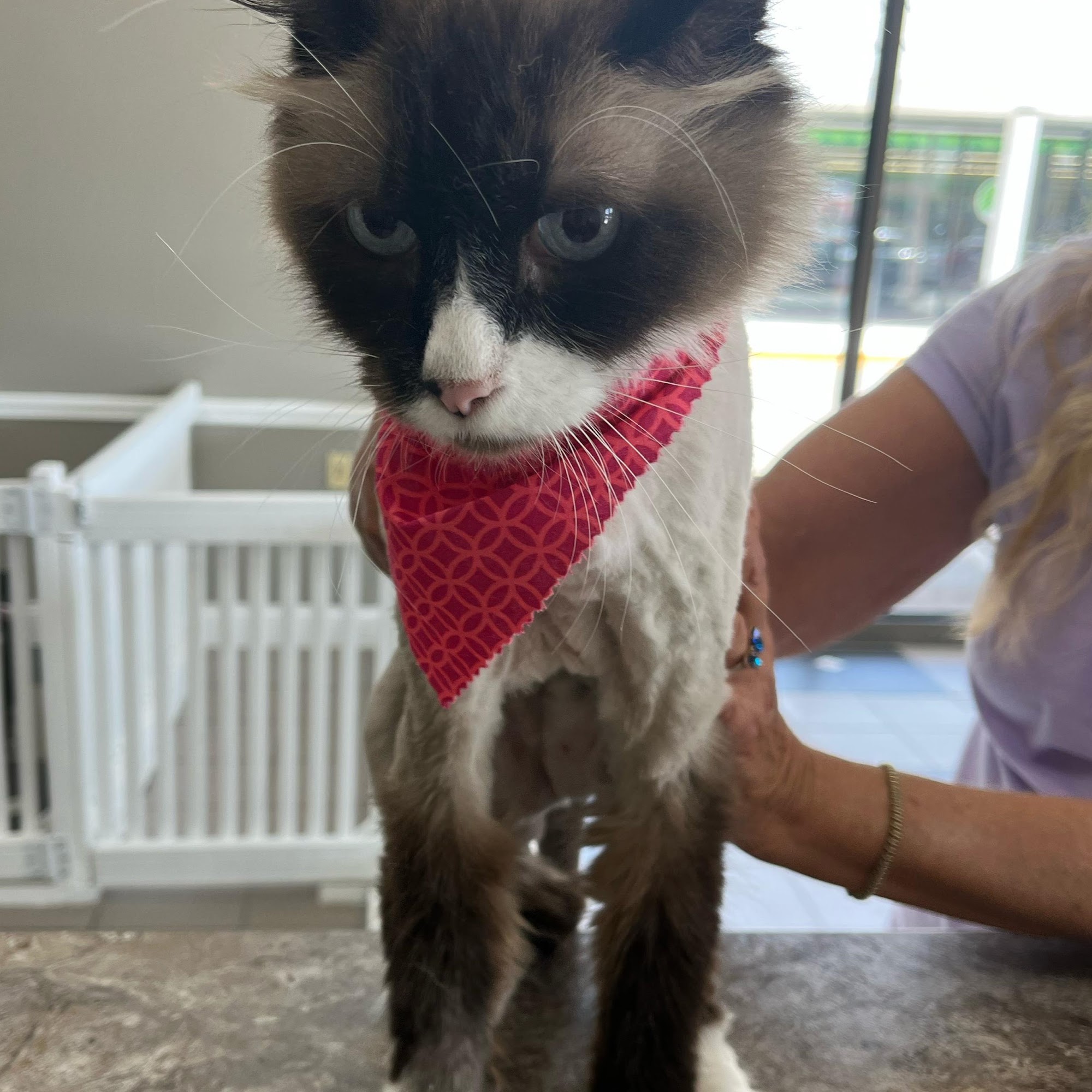 WE WOOF Deerfield Beach