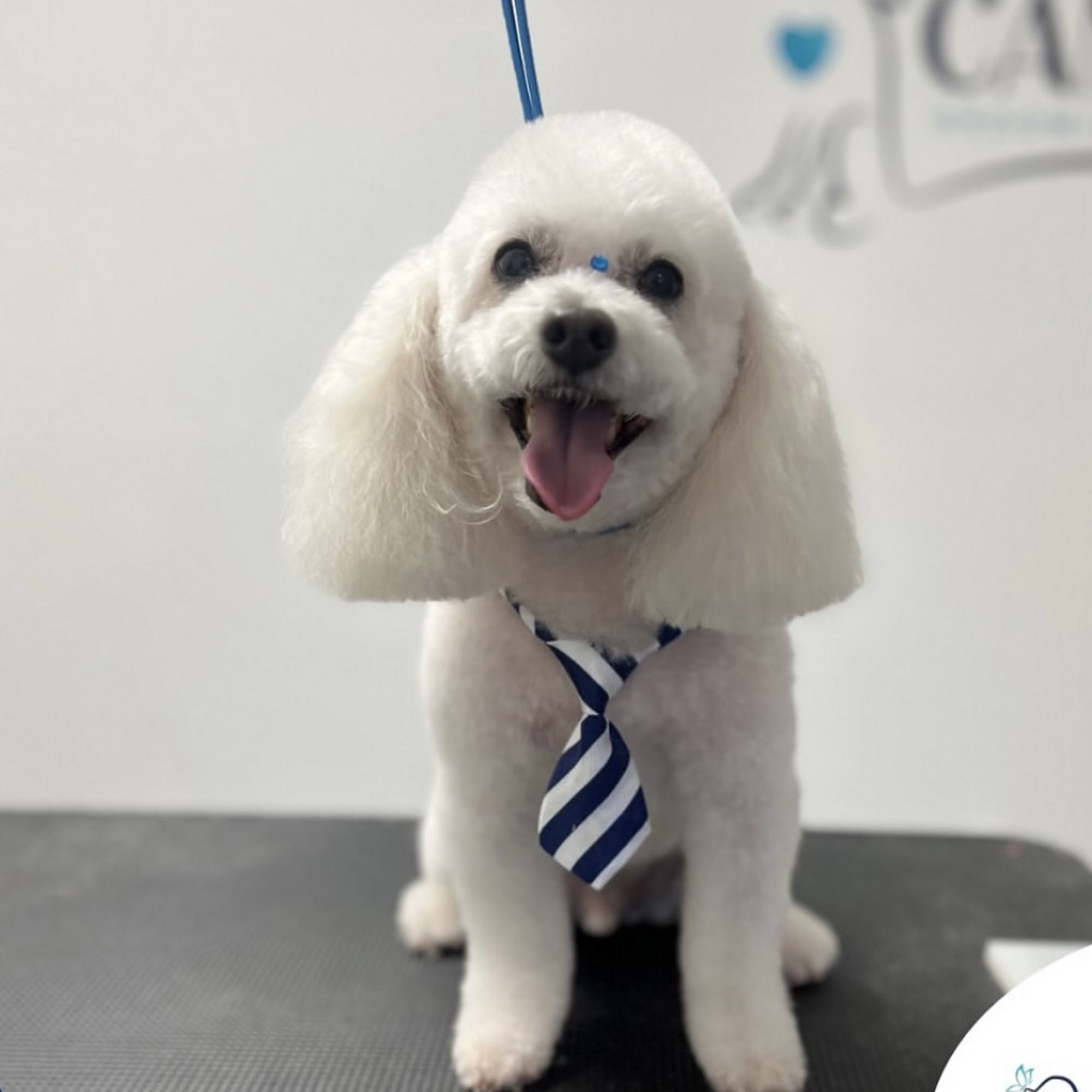 Canine grooming lounge Deerfield Beach