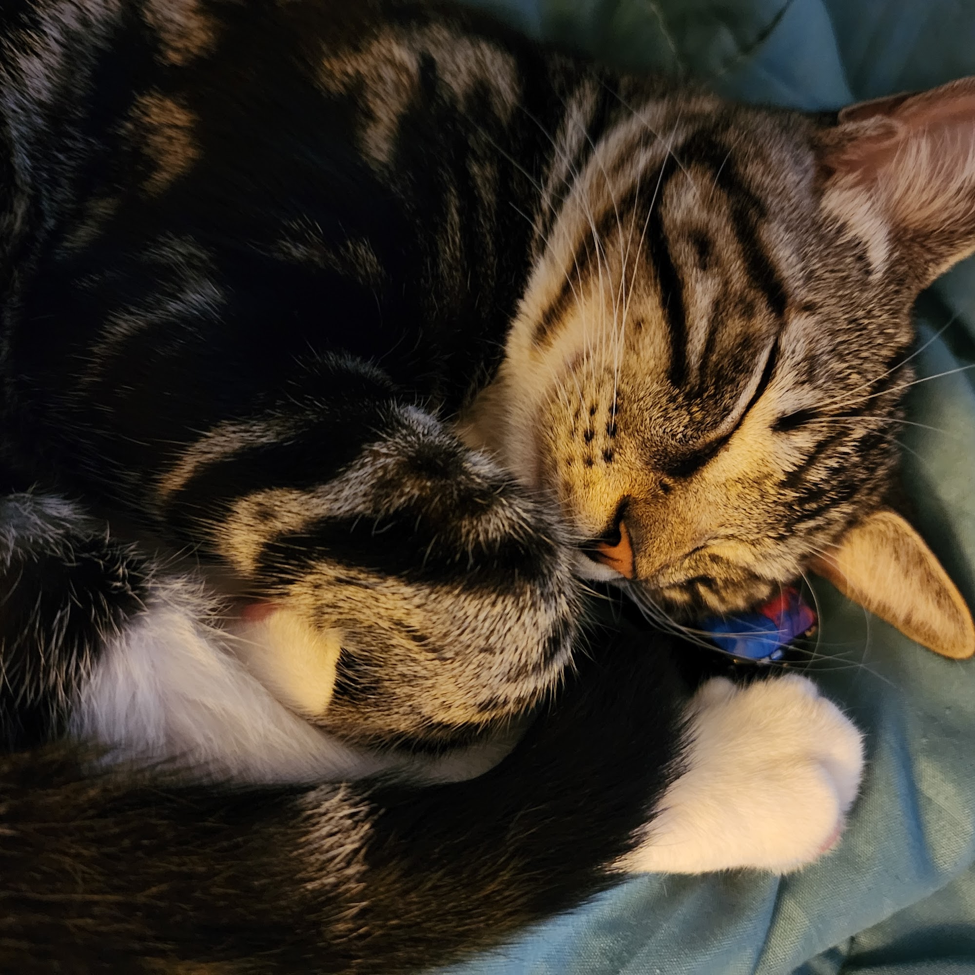 Faithful Friends Animal Clinic DeFuniak Springs