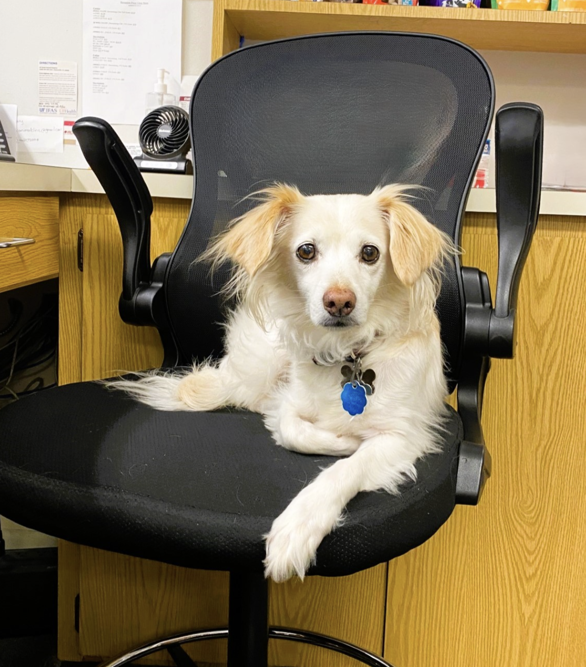 Countryside at the Park Animal Clinic Deland