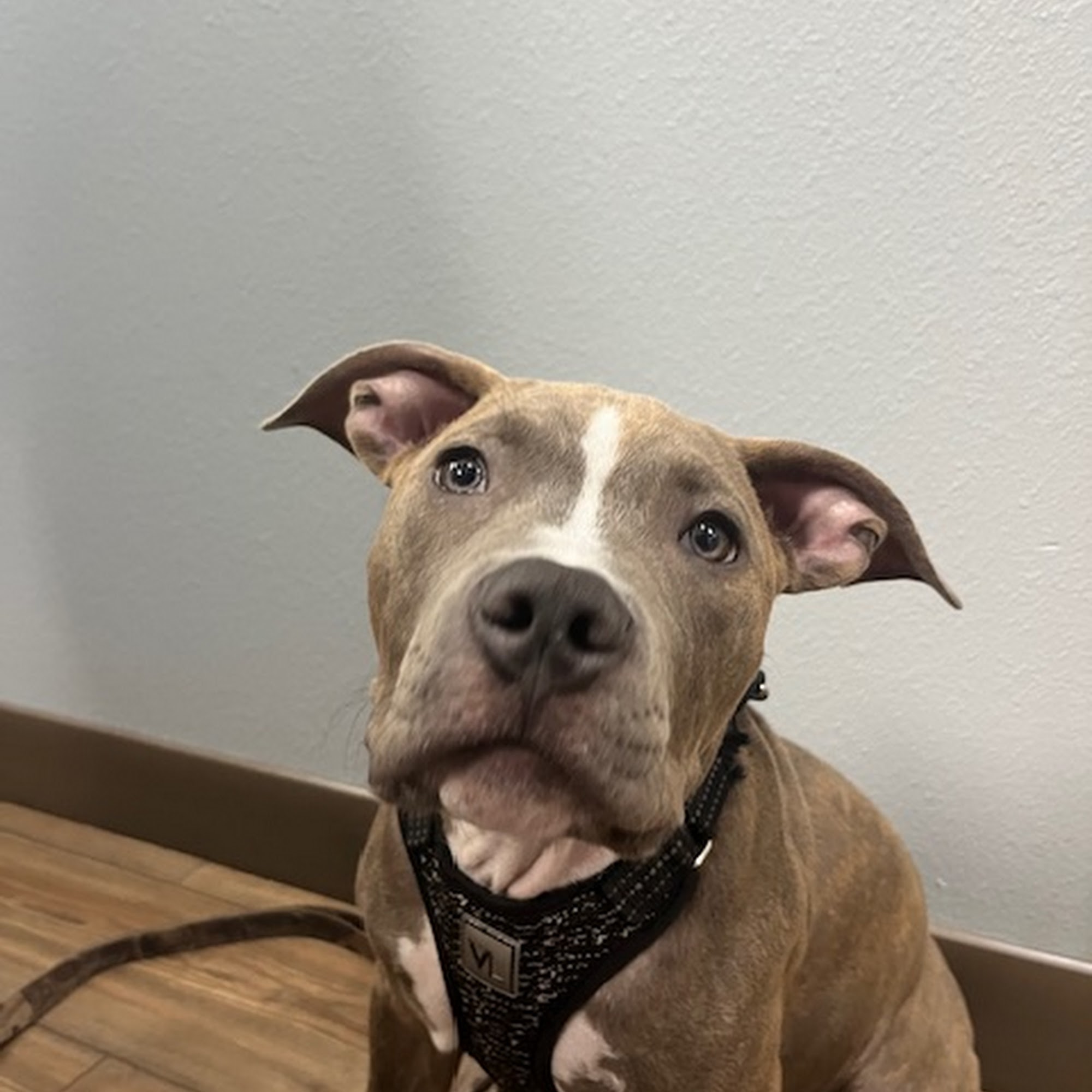 Woodland Animal Clinic Deland