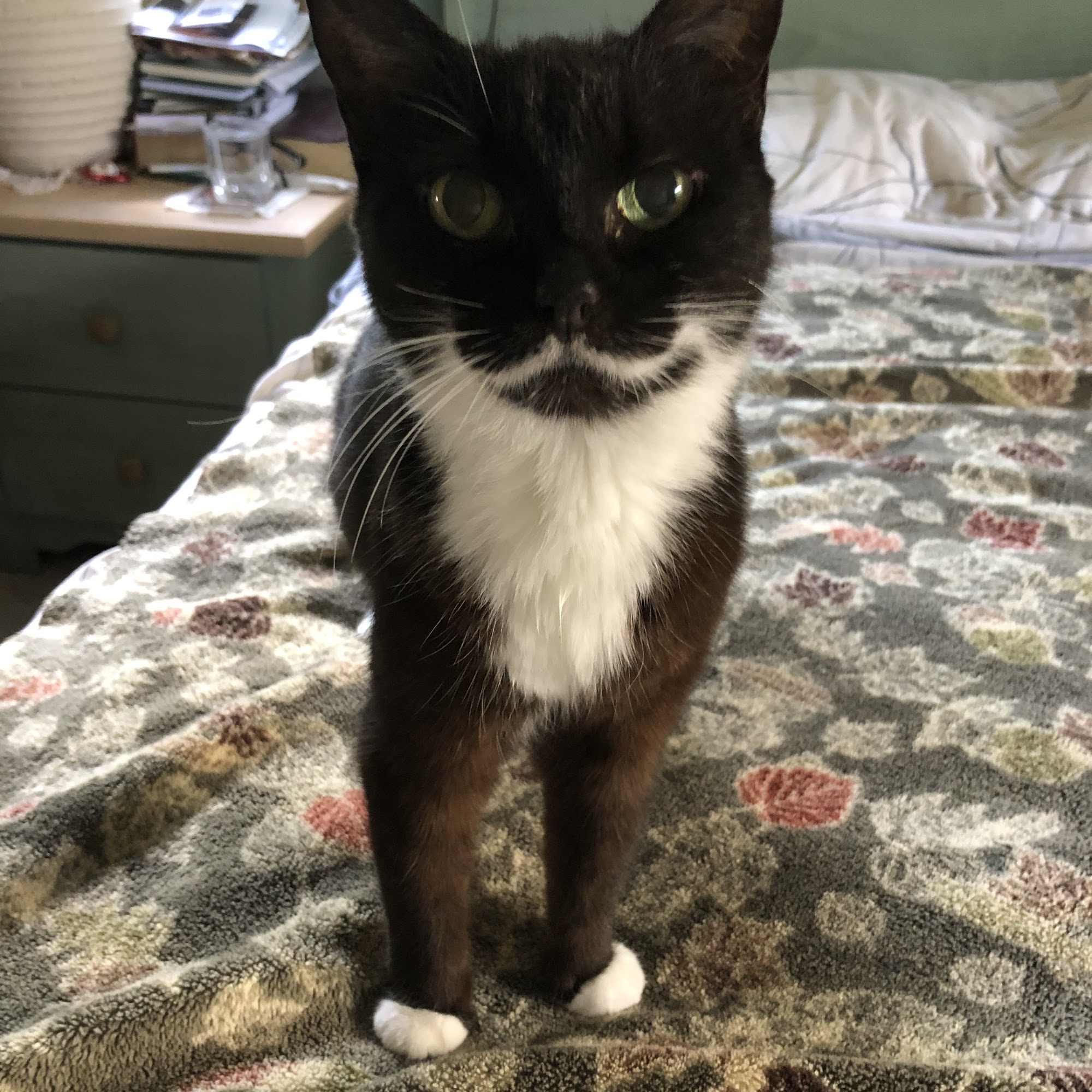 Westside Animal Clinic Deland