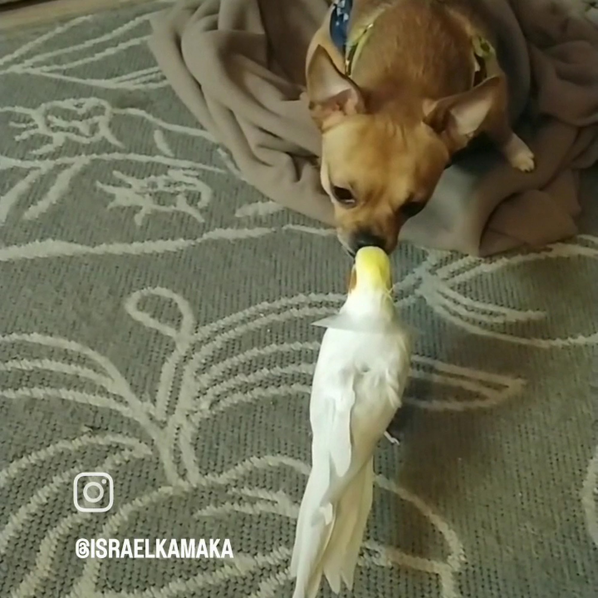 FloridaWild Veterinary Hospital Deland