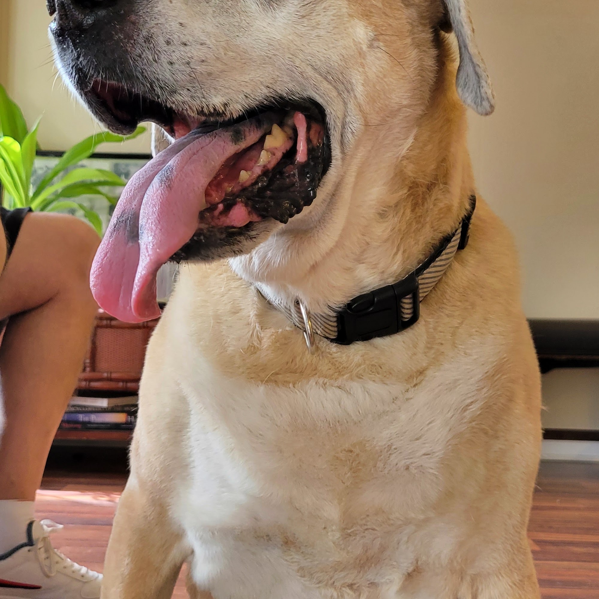 Volusia Veterinary Services Deland