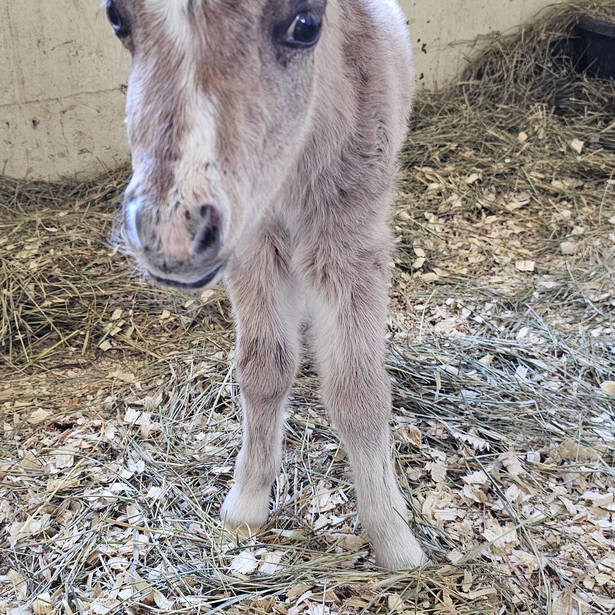 Equine Reproduction Center of Central Florida Deland