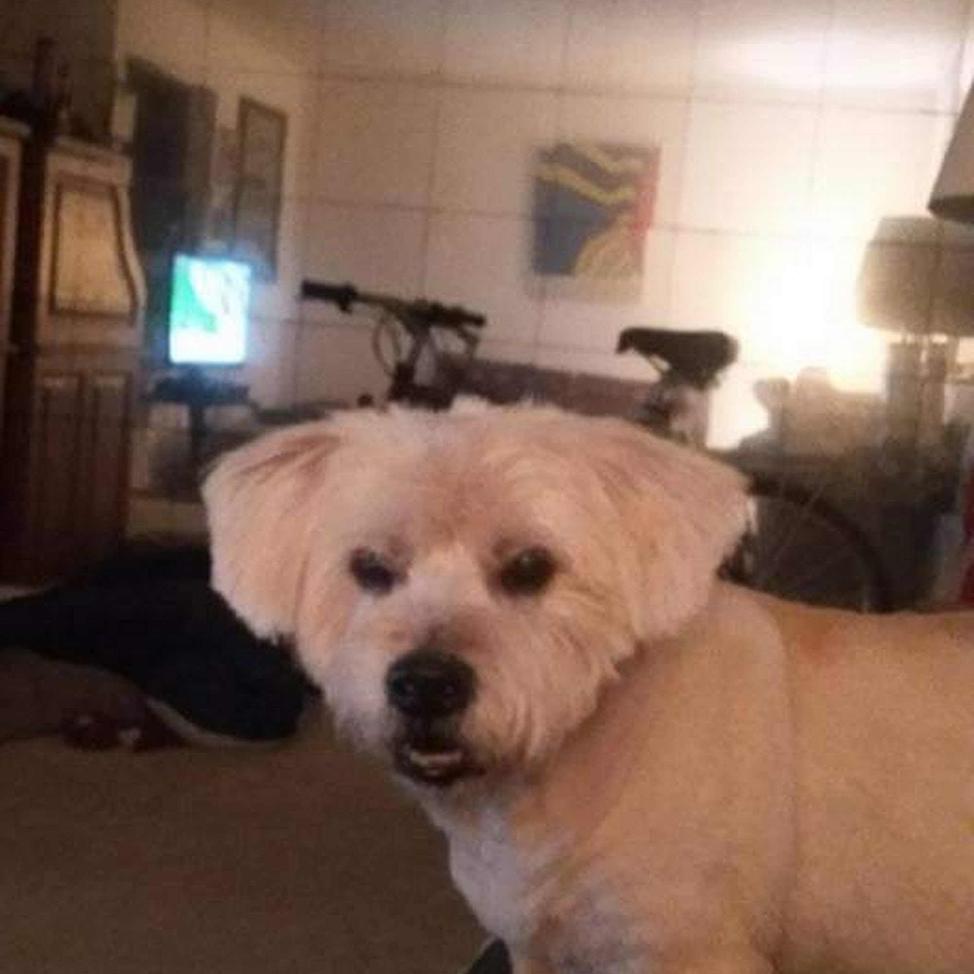 Coastal Veterinary Clinic Delray Beach