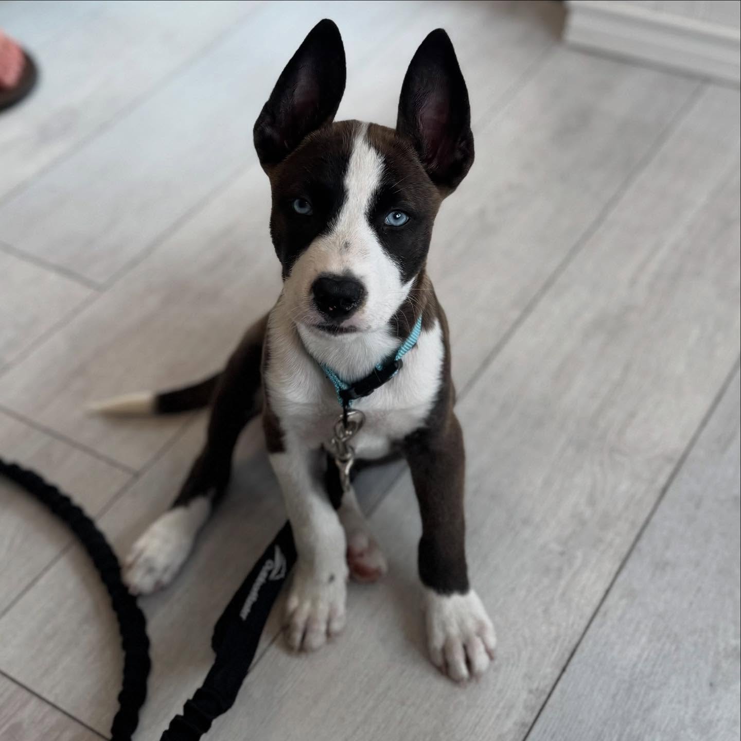 Dr. Q's Pet Vet Delray Beach